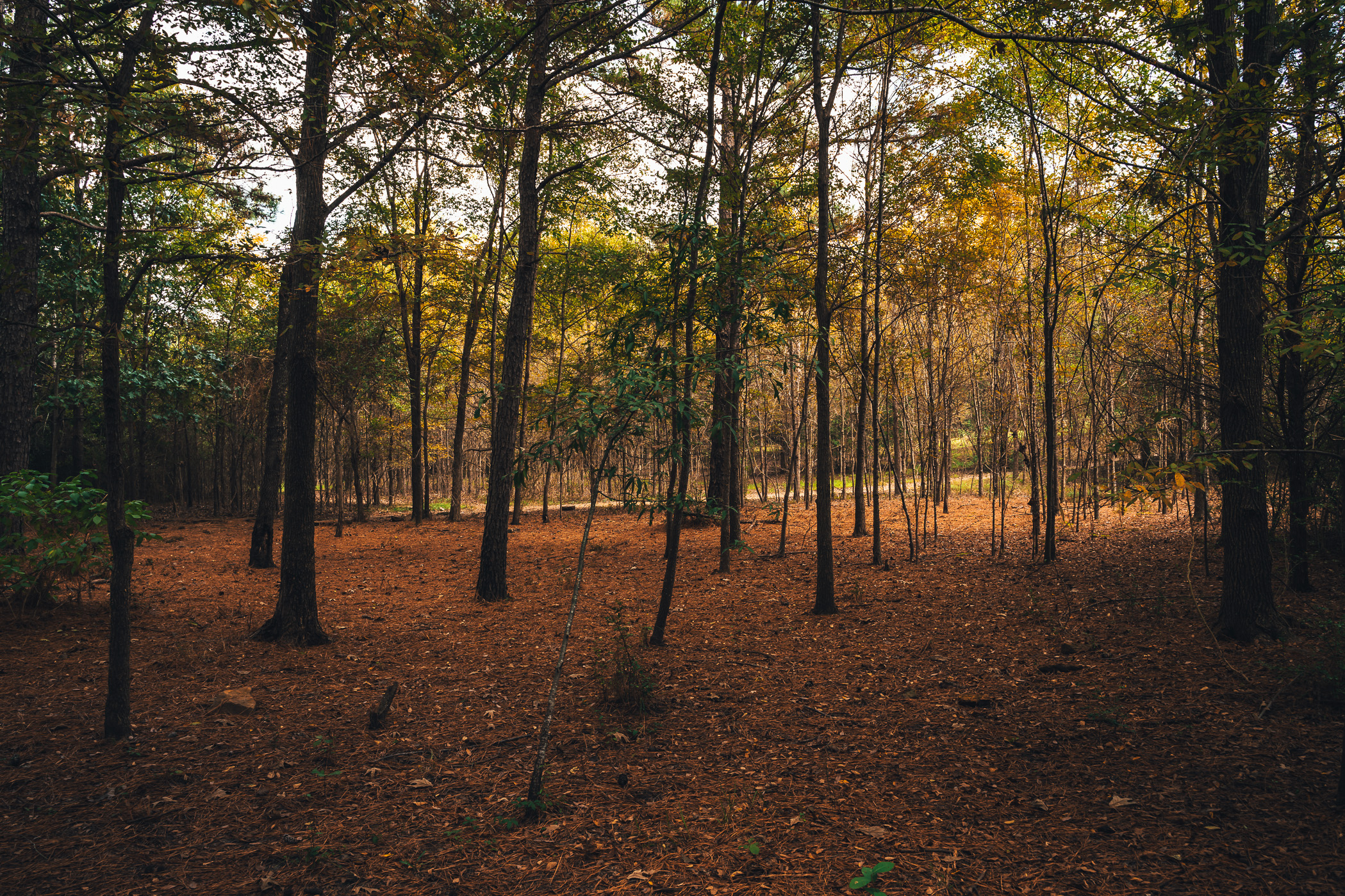 Among the trees at East Texas' Martin Creek Lake State Park.