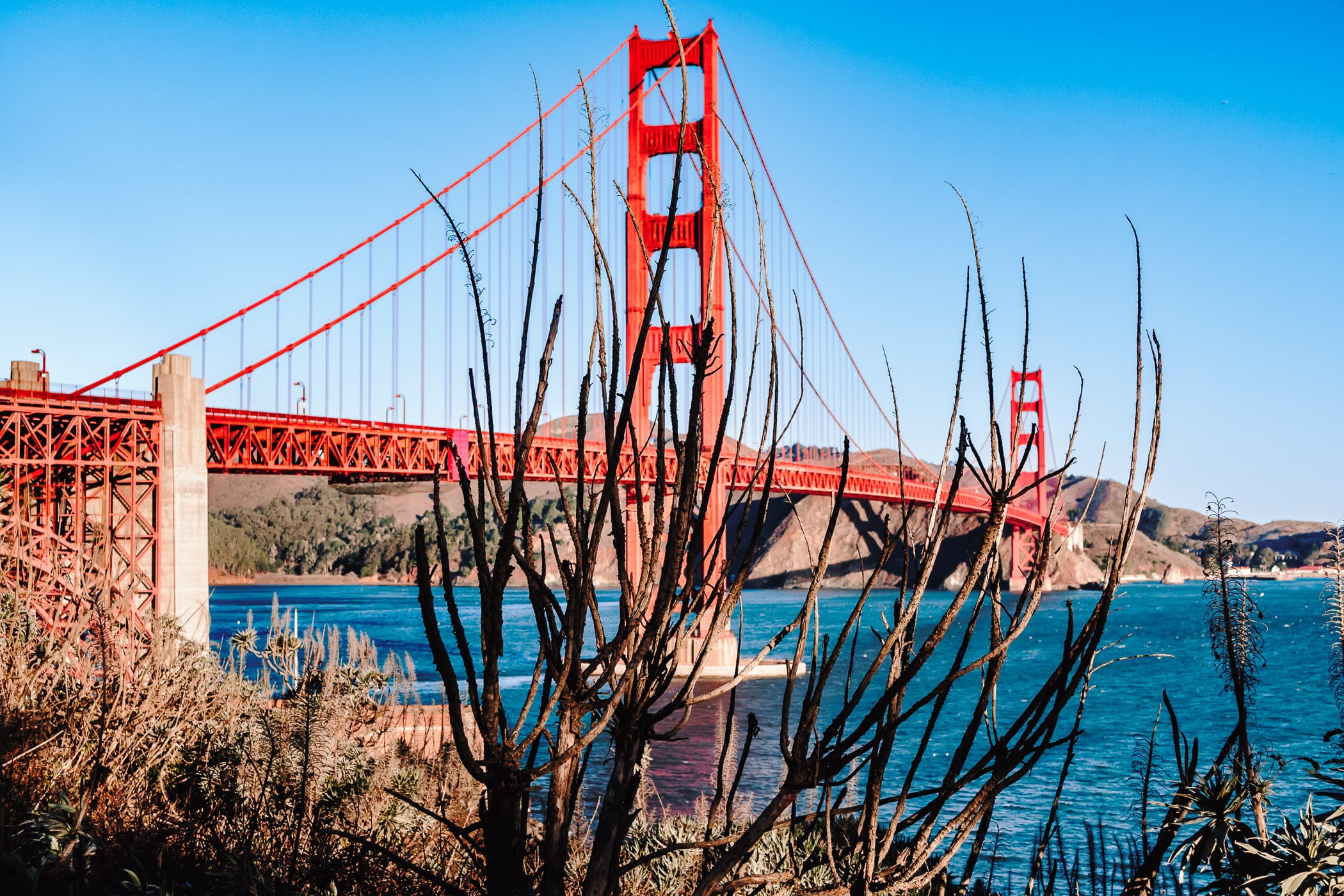 A tree obscures the Golden Gate Bridge, San Francisco.