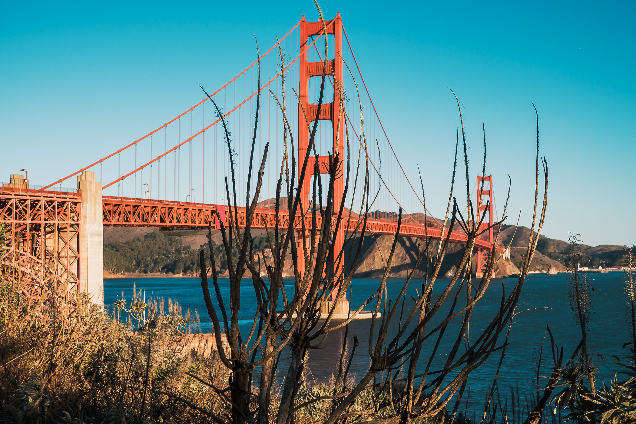 A tree obscures the Golden Gate Bridge, San Francisco.