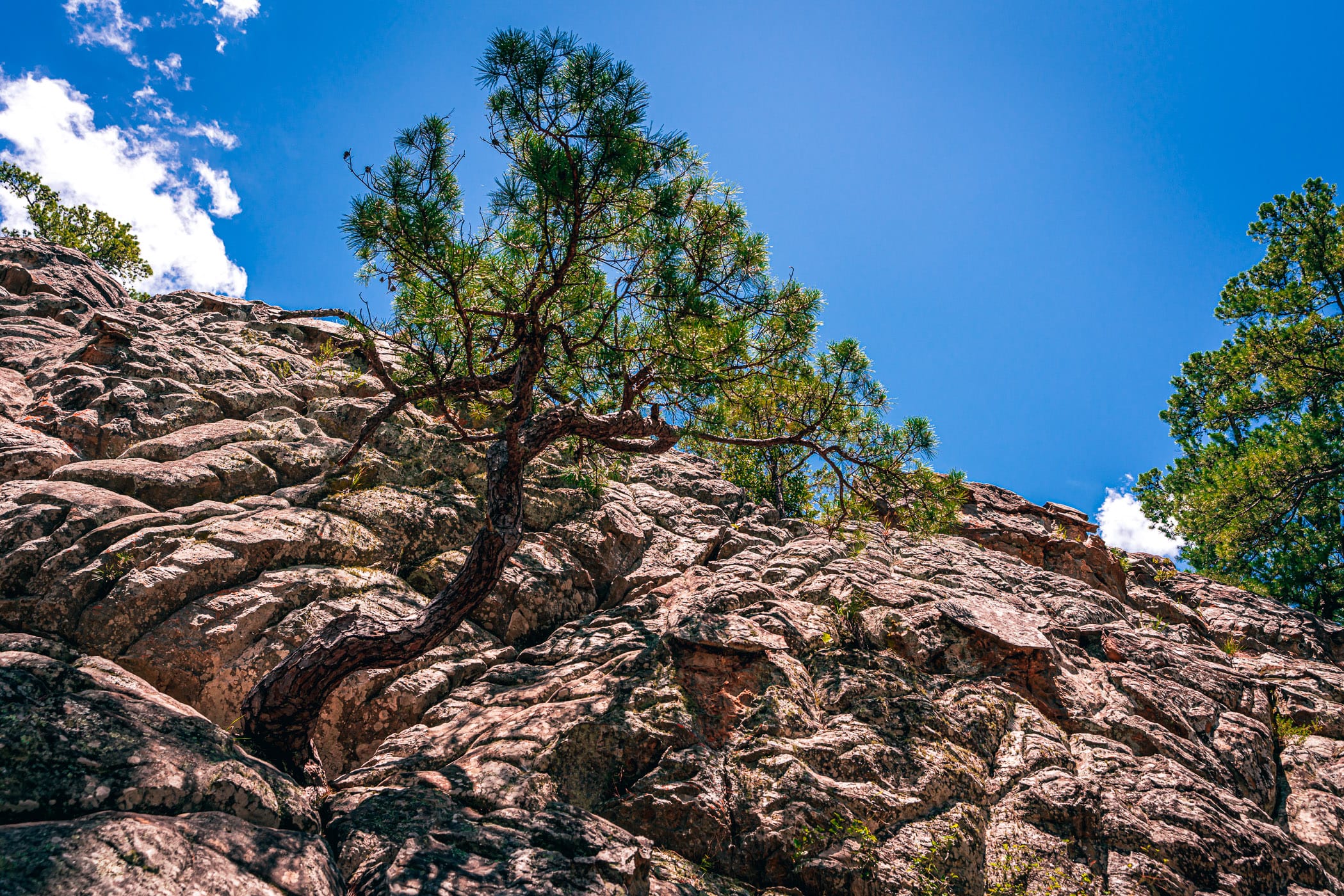 A tree grows from a rocky outcropping at Oklahoma's Robbers Cave State Park.