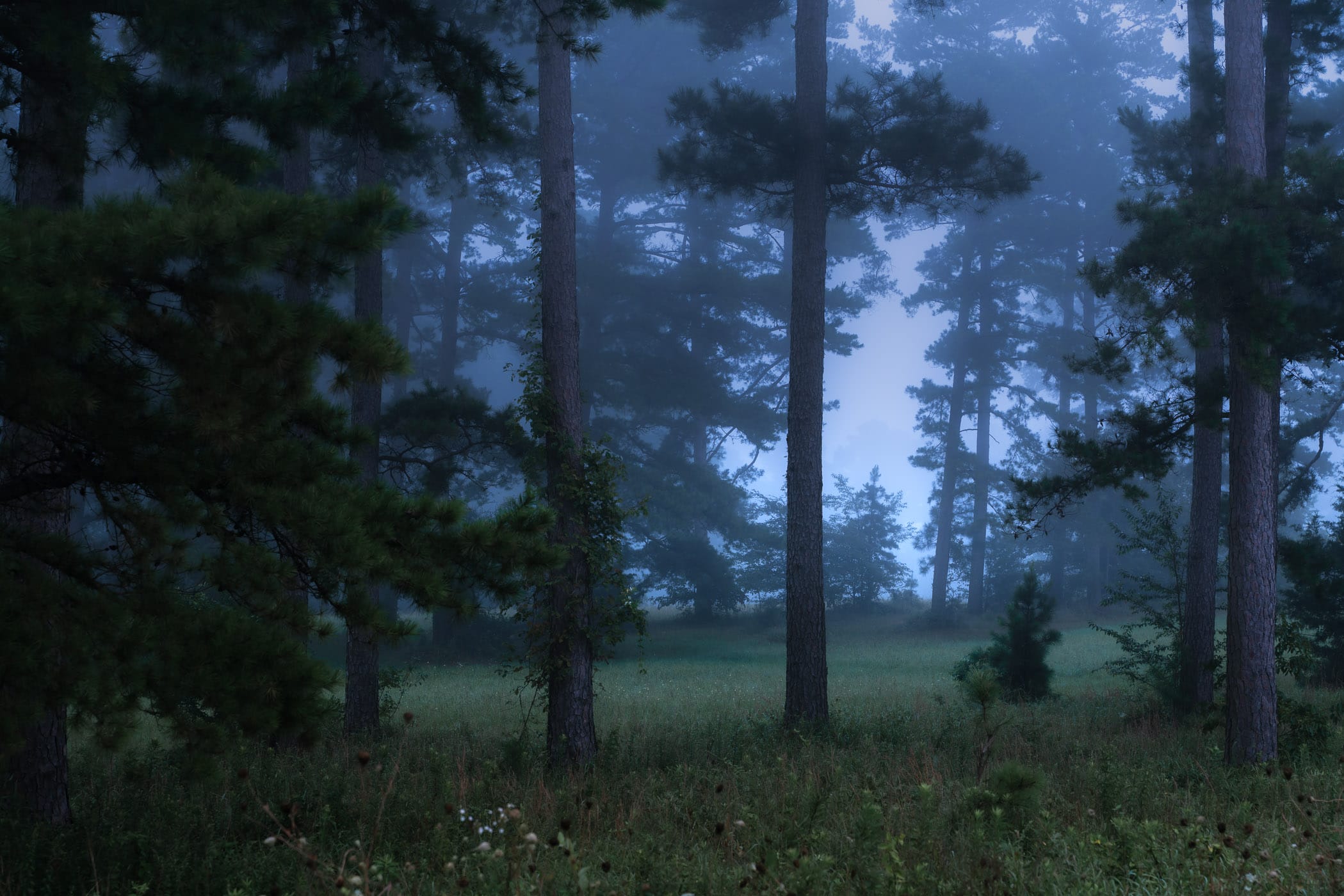 Morning fog in a forest near Mena, Arkansas.