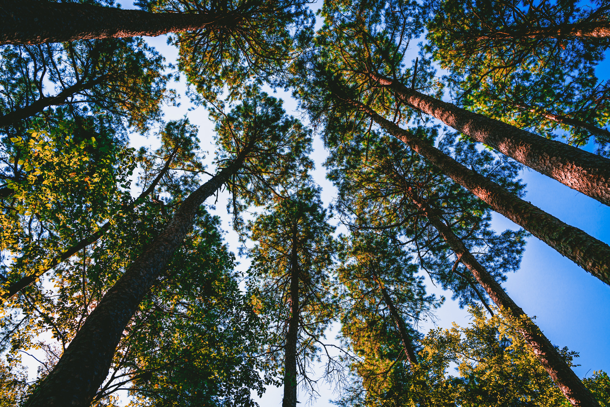 Piney Sky Pine Trees Grow Towards The Sky At East Texas Lake Bob