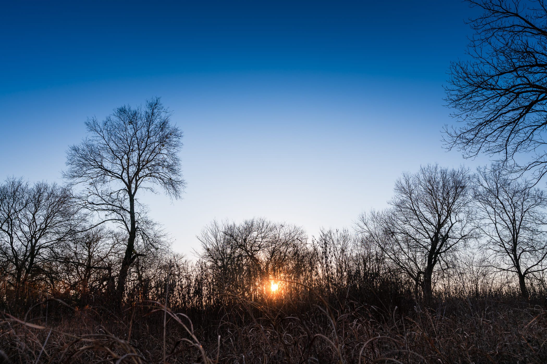 The sun sets on a grove of trees near McKinney, Texas.
