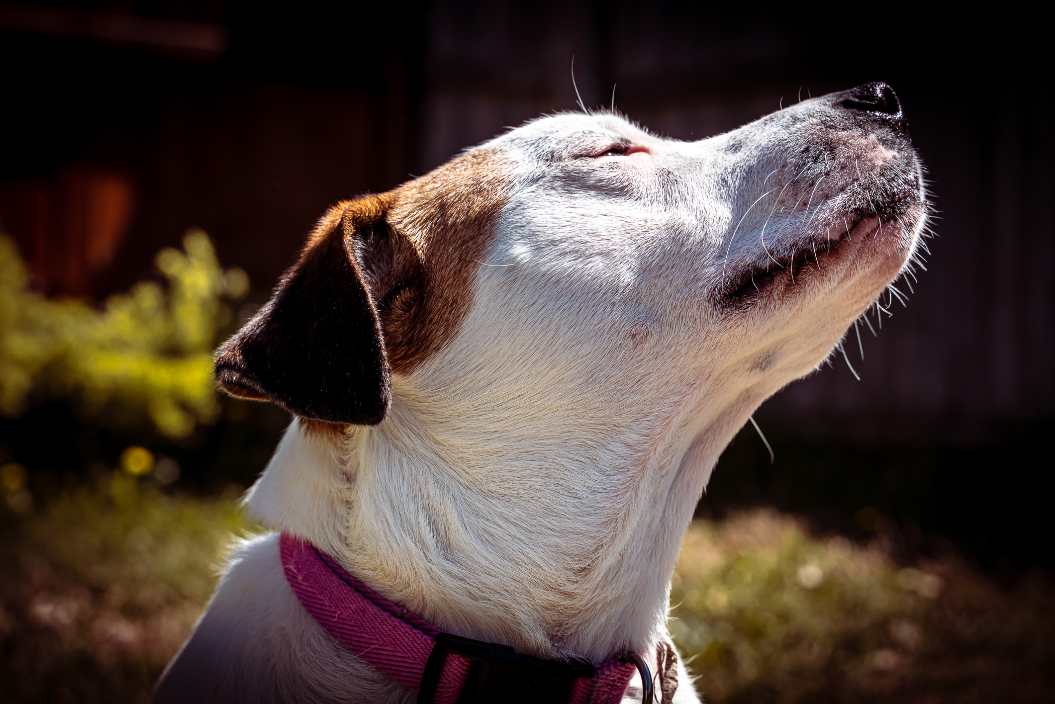 One of our dogs, Millie, enjoys the Spring sun.