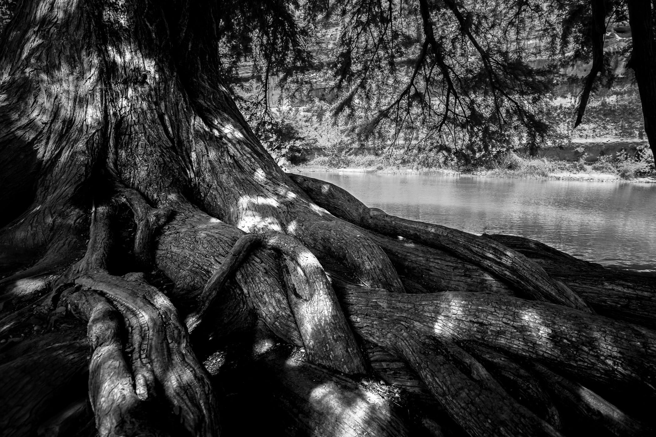 The massive roots of a tree along the banks of the Guadalupe River at Texas' Guadalupe River State Park.