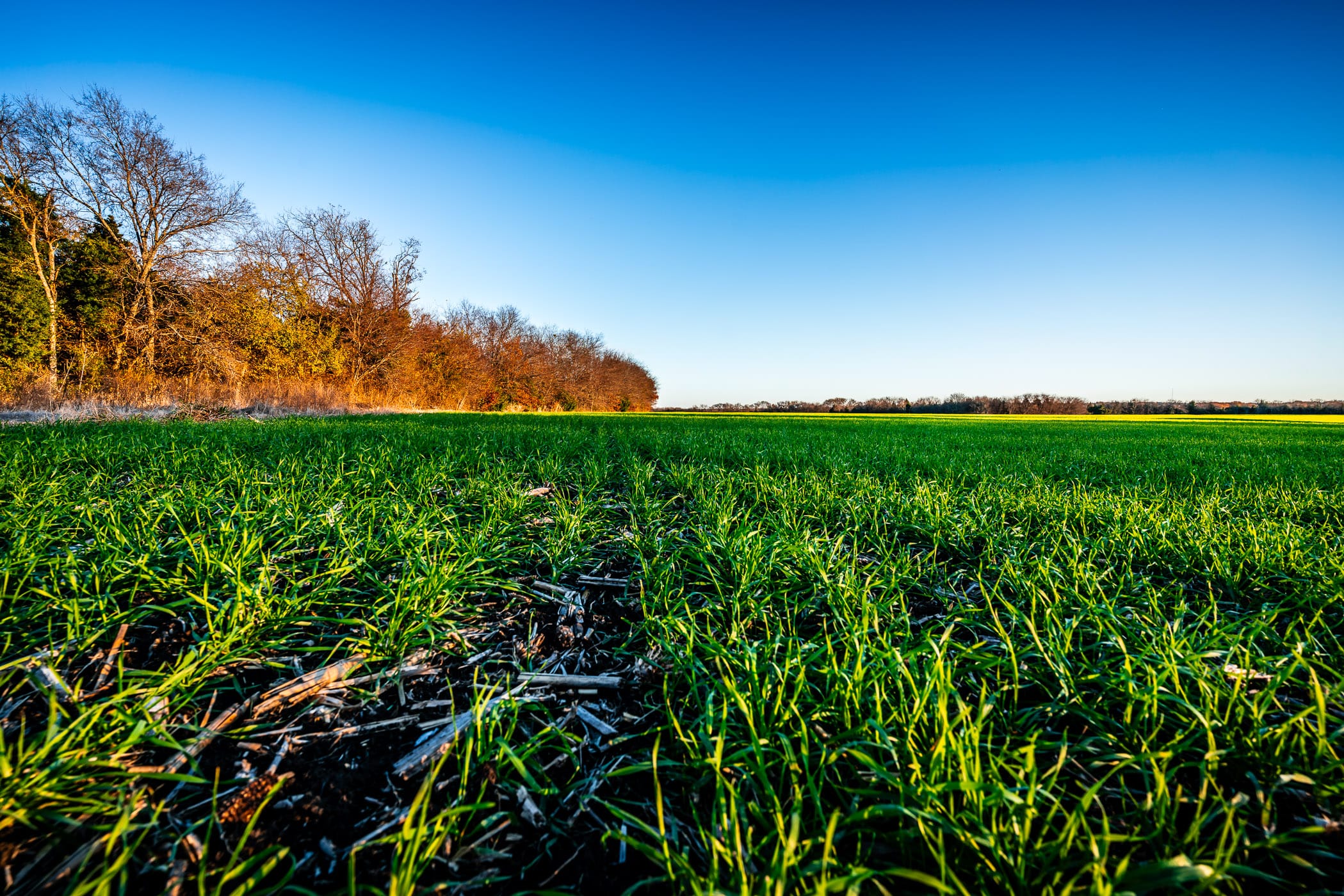 Grass grows in a field near McKinney, Texas.