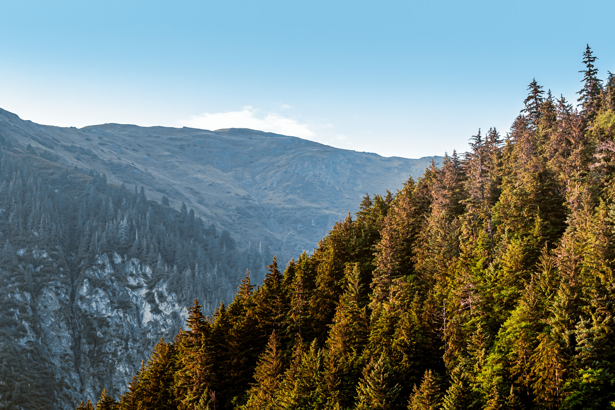 Pine trees grow in the wilderness forested mountains near Juneau, Alaska.