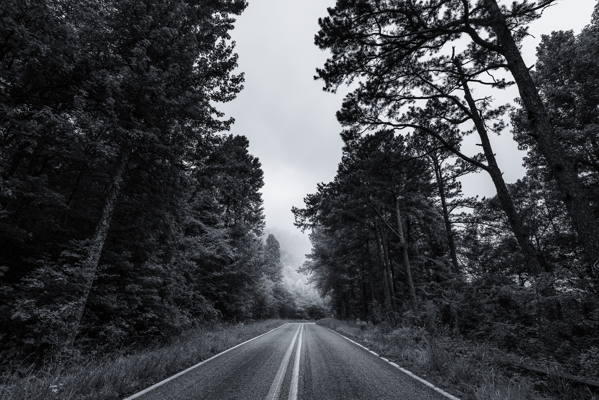 The tree-lined environs of the Talimena National Scenic Byway near Mena, Arkansas.
