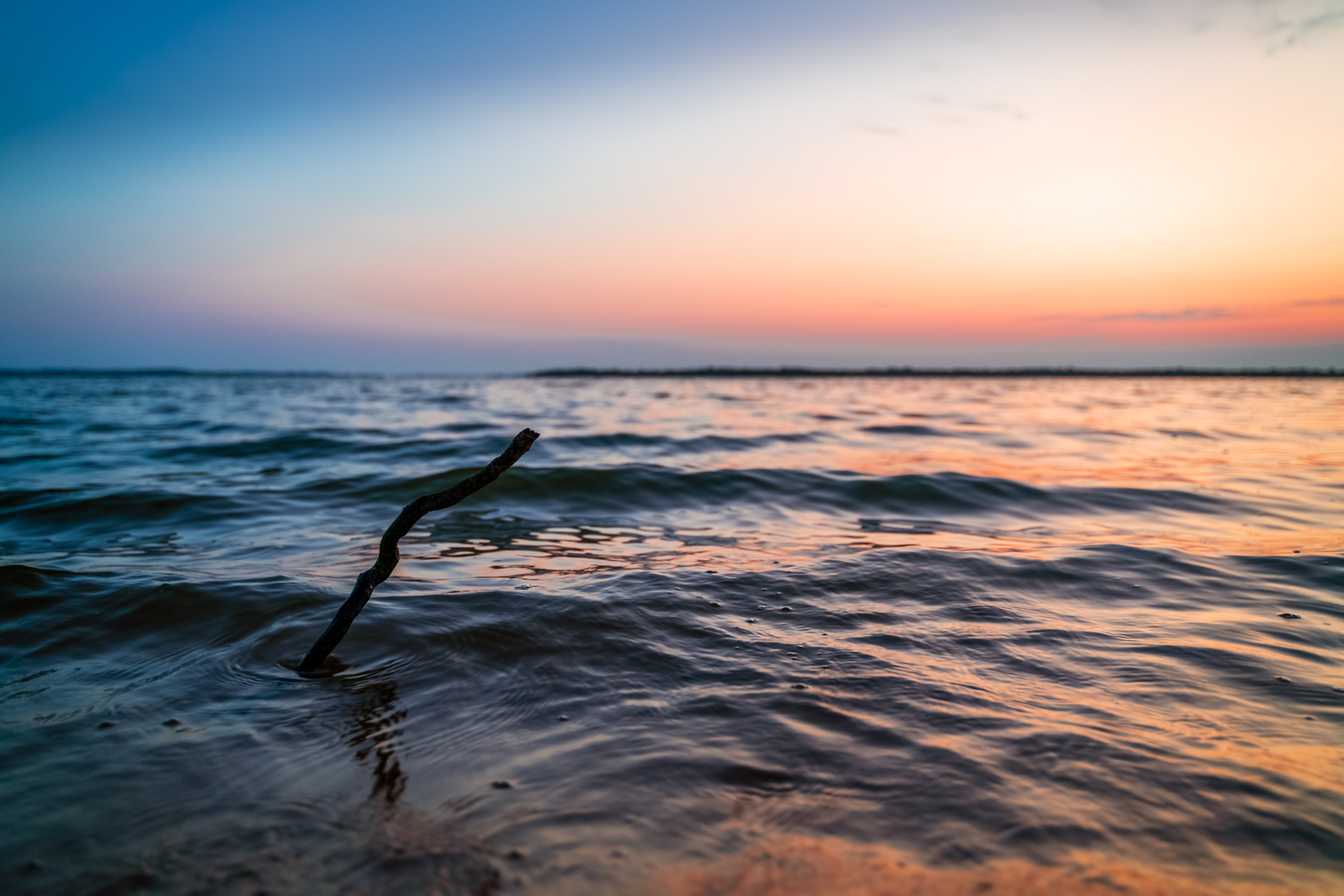 A tree branch juts from the surface of North Texas' Lake Lavon.