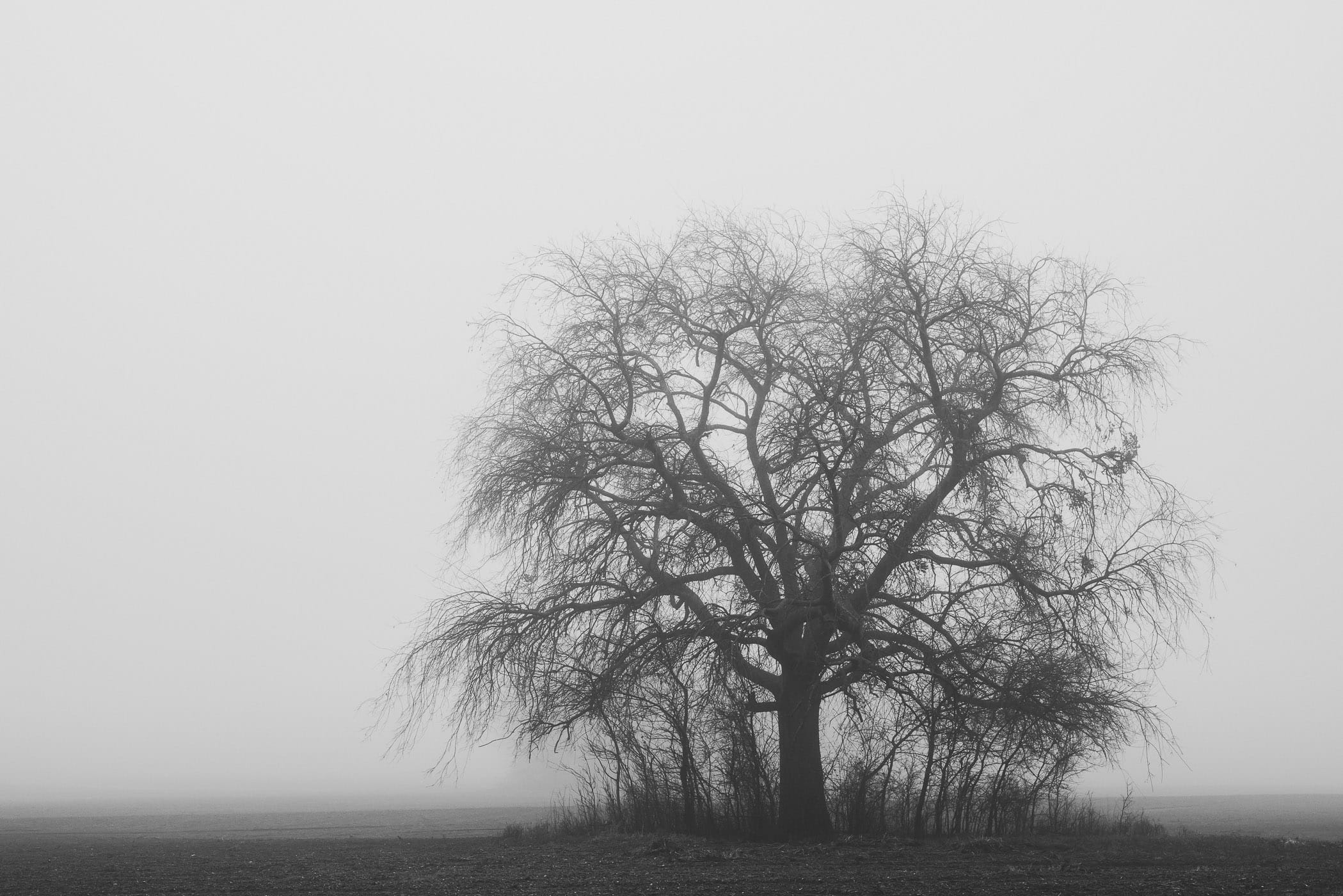 A tree emerges from the morning fog near McKinney, Texas' Erwin Park.