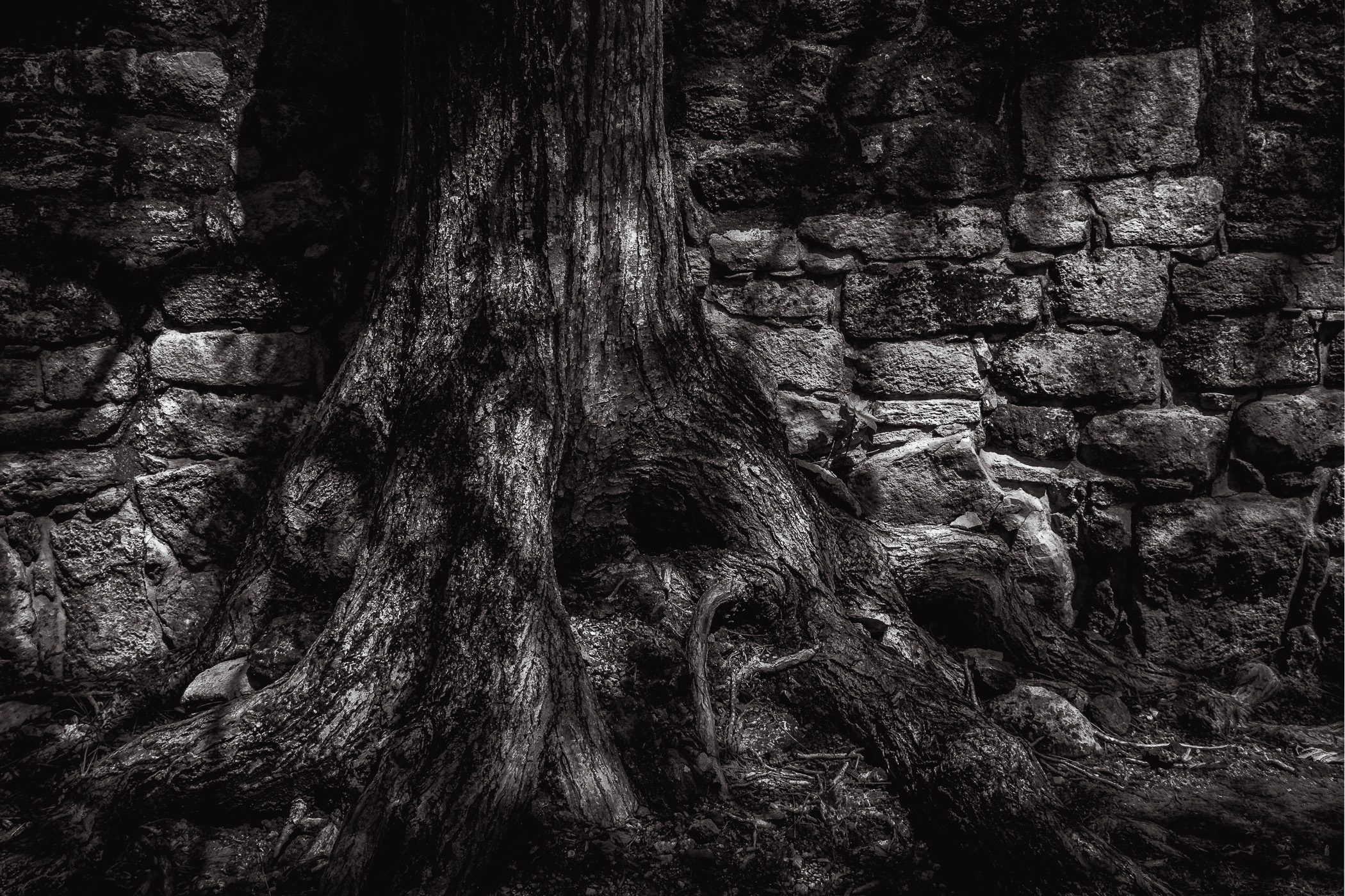 A tree grows amongst the Mayan ruins at San Gervasio, Cozumel, Mexico.