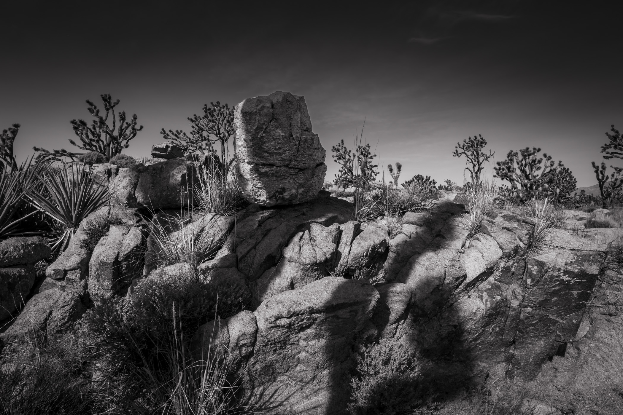 A Joshua tree casts a shadow on rocks at California's Mojave National Preserve.