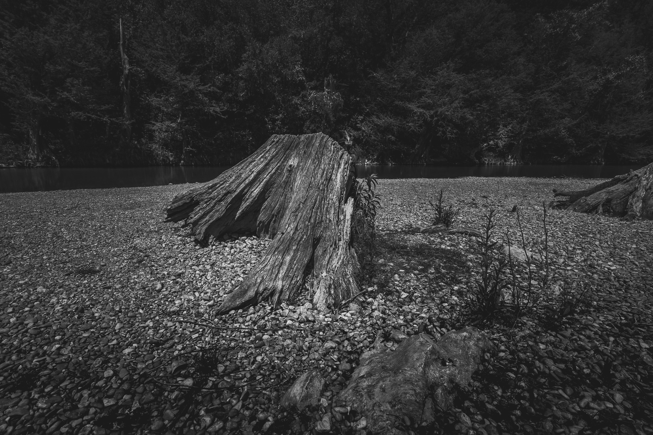 An old tree stump, weathered by the rushing waters of the Guadalupe River, at the Texas Hill Country's Guadalupe River State Park.