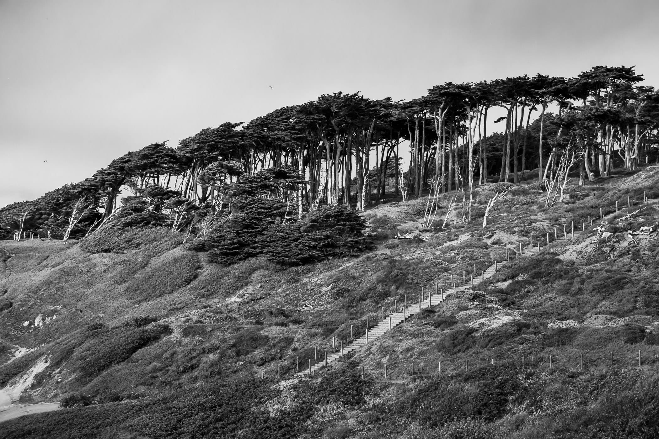 Trees line a ridge overlooking Sutro Baths at Lands End, San Francisco.