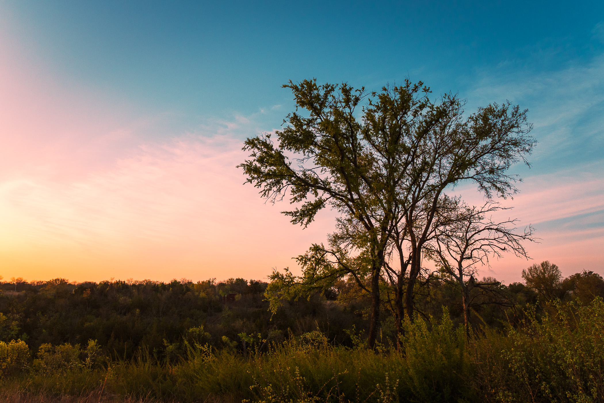 The first light of morning at Tandy Hills Natural Area, Fort Worth, Texas.
