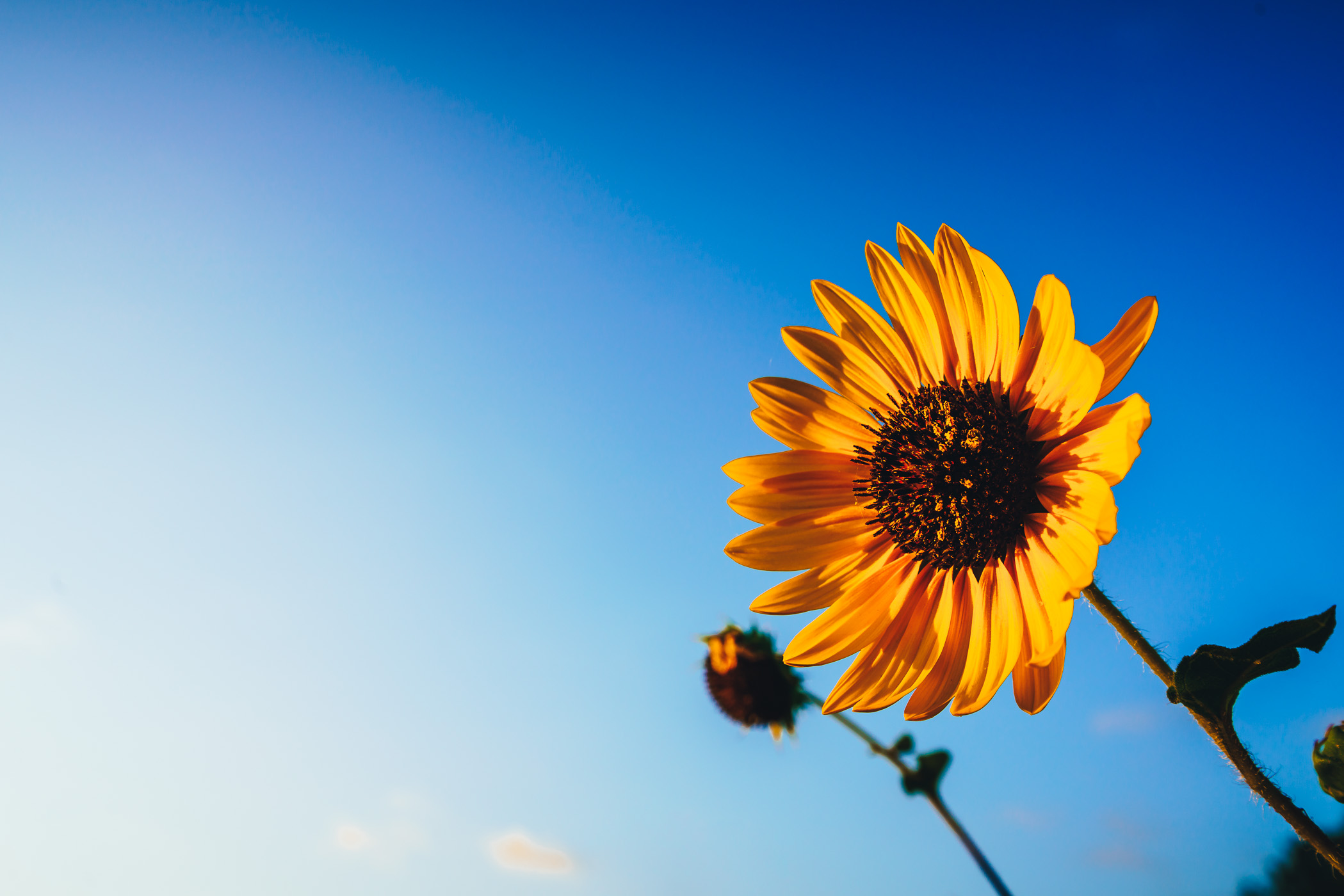 A sunflower faces the morning sun in McKinney, Texas.