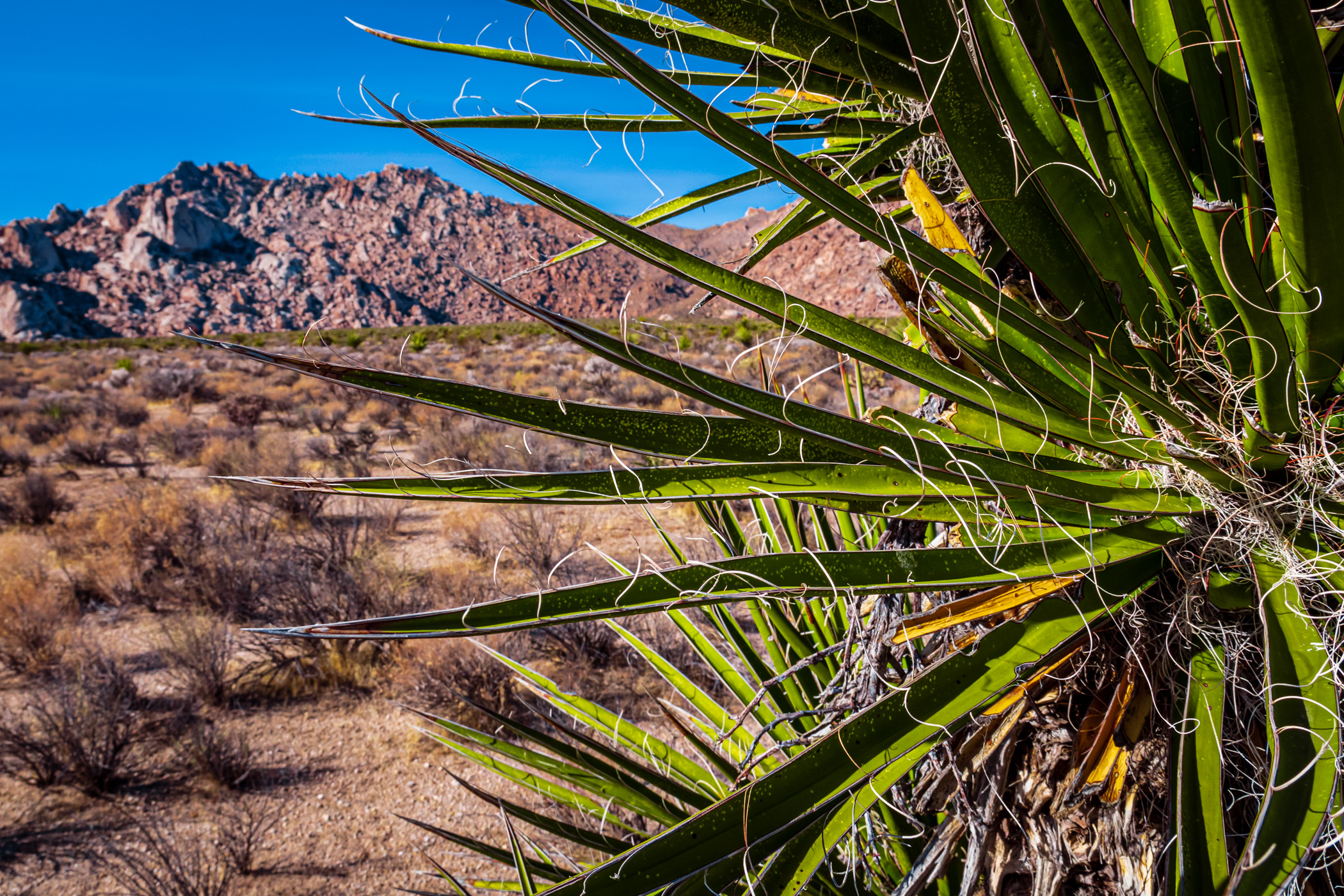 Detail of a yucca growing in California's Mojave National Preserve.