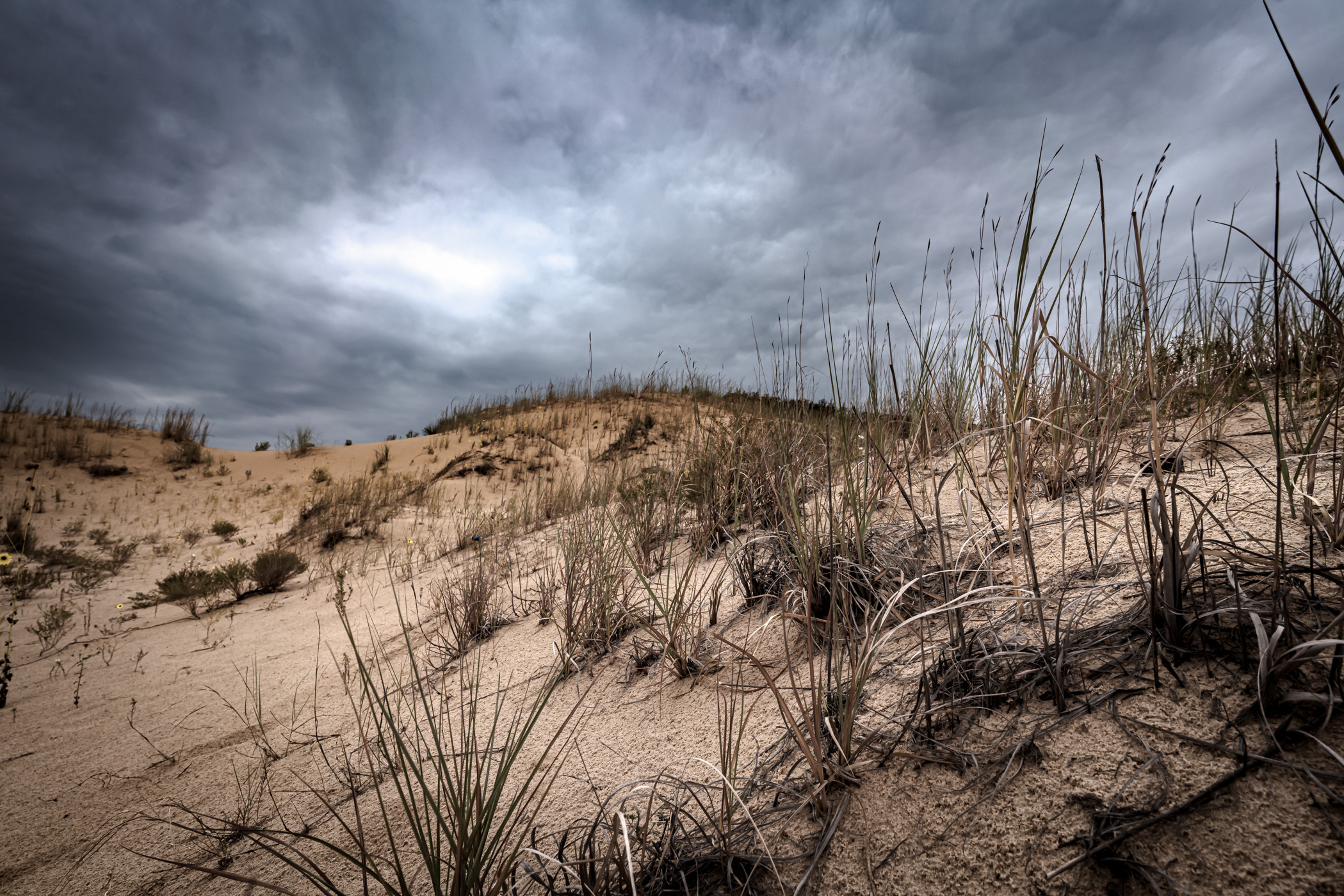 Desert plants grow amongst the dunes at West Texas' Monahans Sandhills State Park.