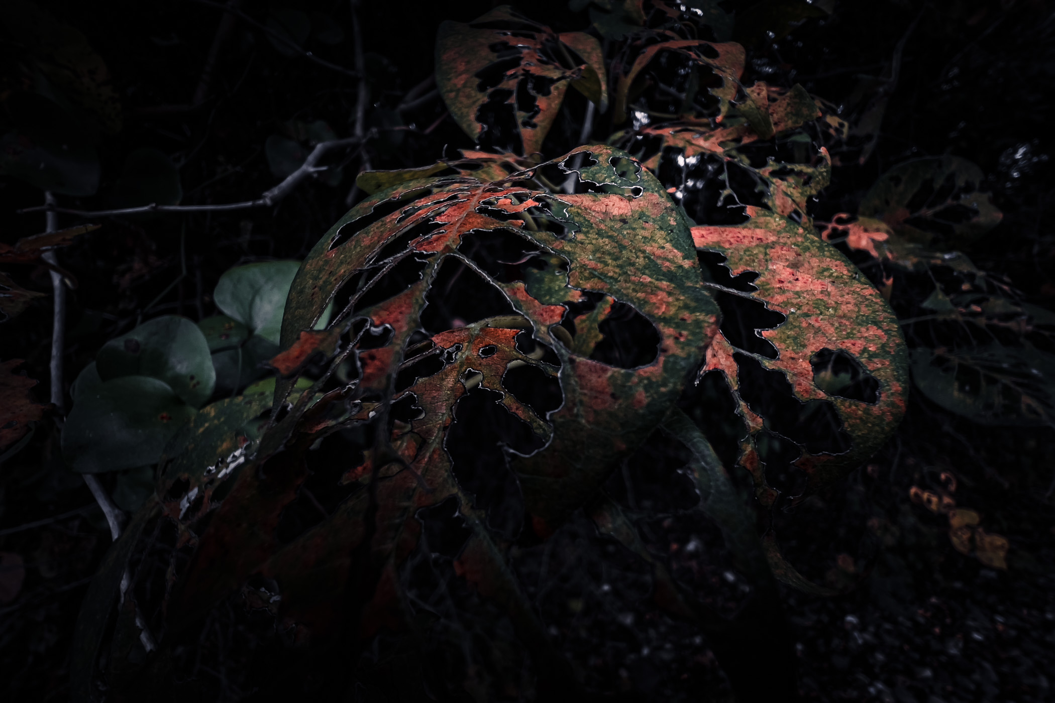Insect-eaten leaves spotted on a tree in McKinney, Texas.