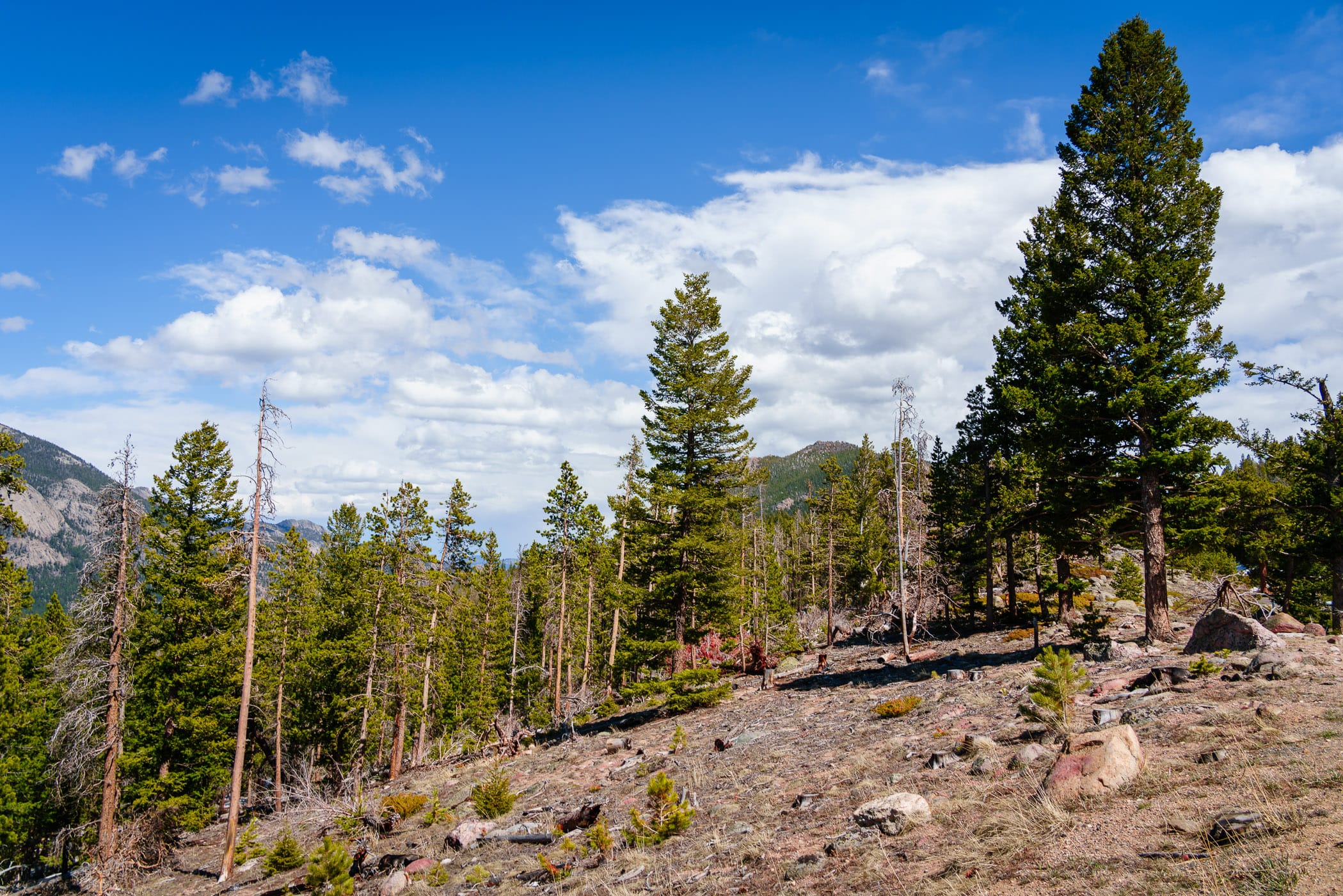 Pine trees grow atop a low mountain in Colorado's Rocky Mountain National Park.
