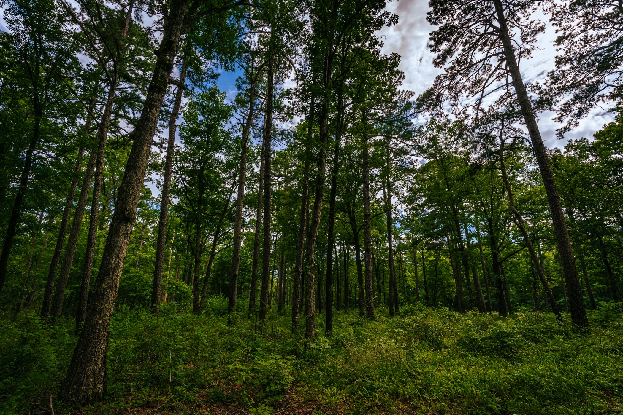 The towering trees of the Ouachita National Forest near Mena, Arkansas.