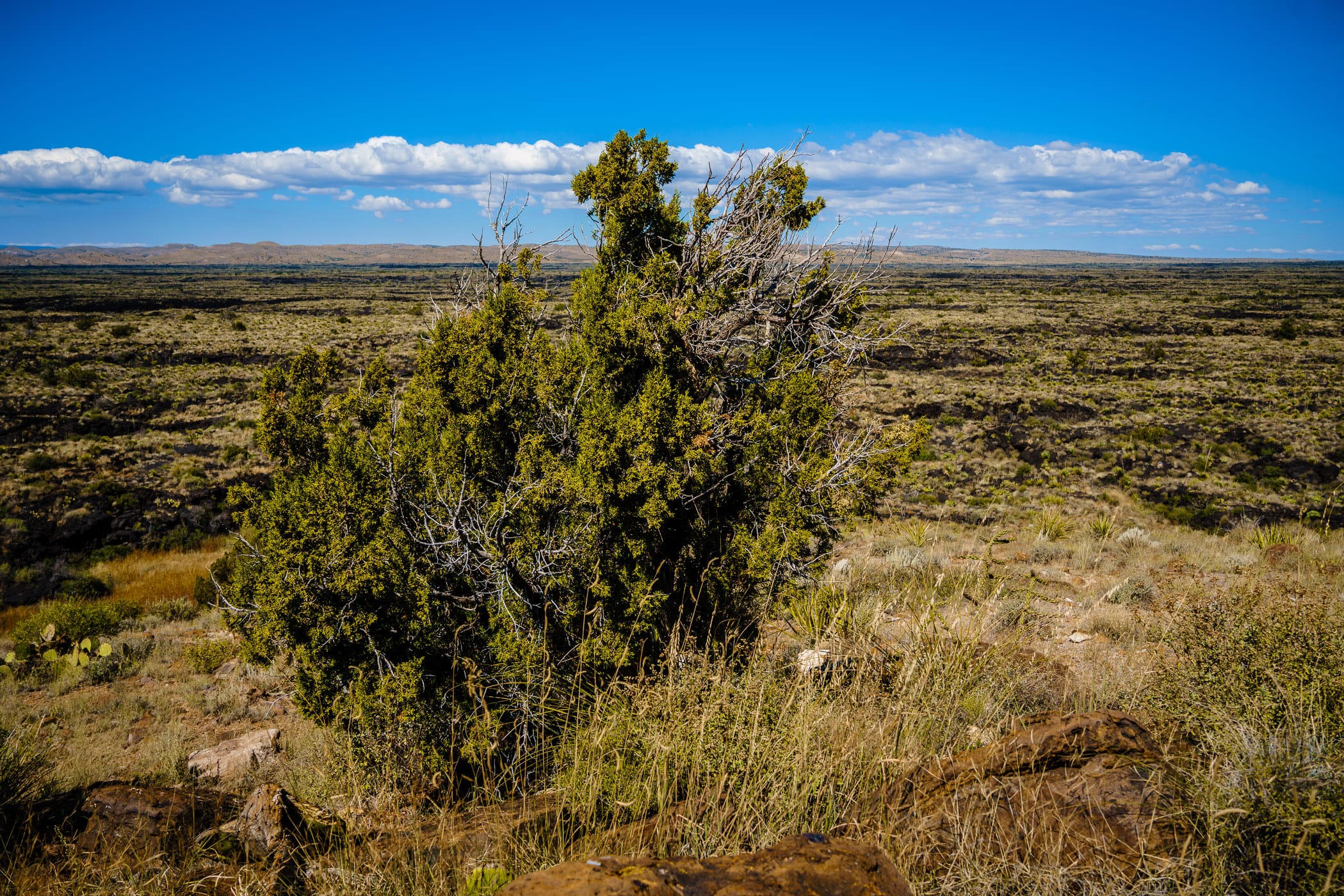 A lone tree atop a rocky hill in New Mexico's Valley of Fires.