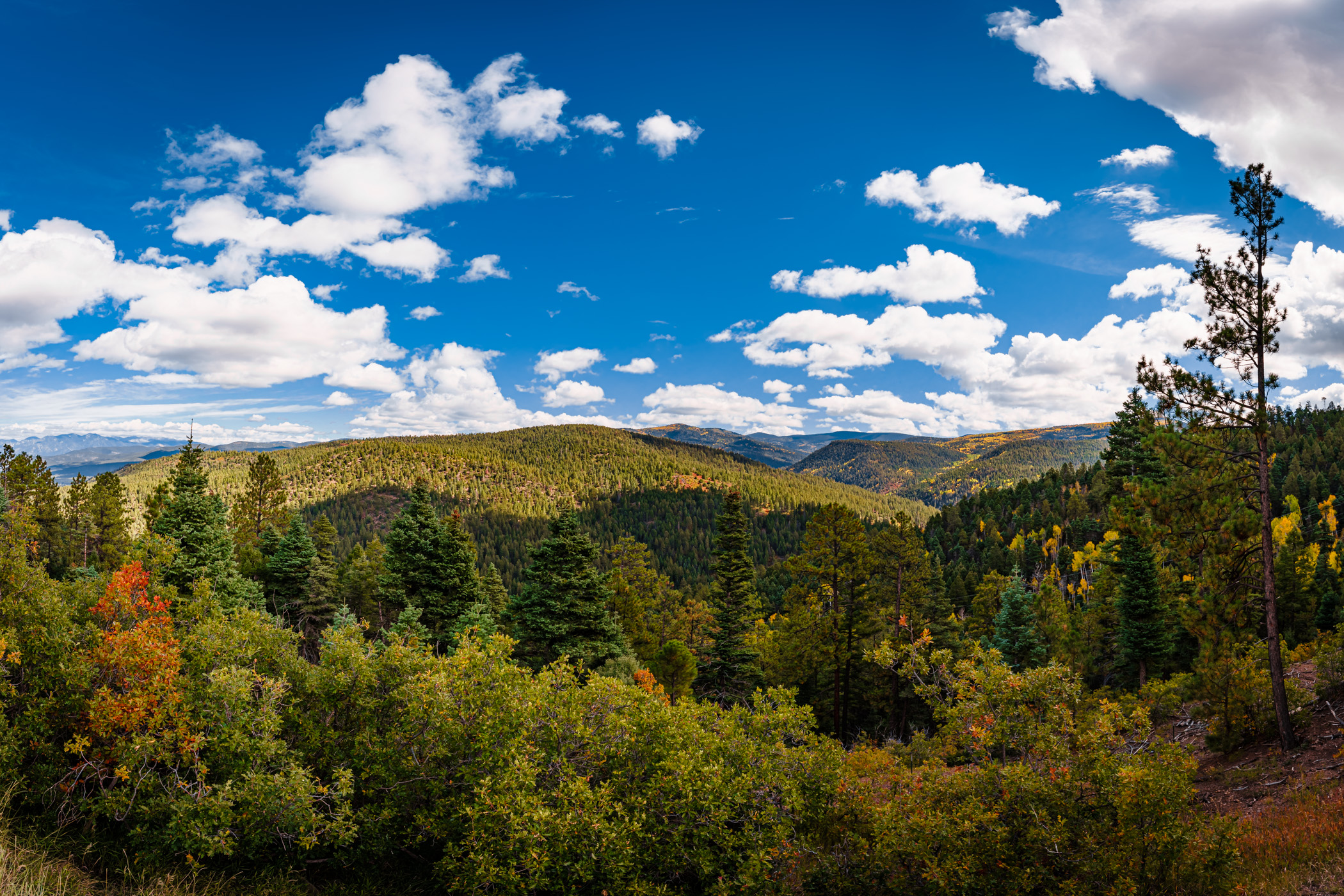 In the evergreen forested mountains near Taos, New Mexico.