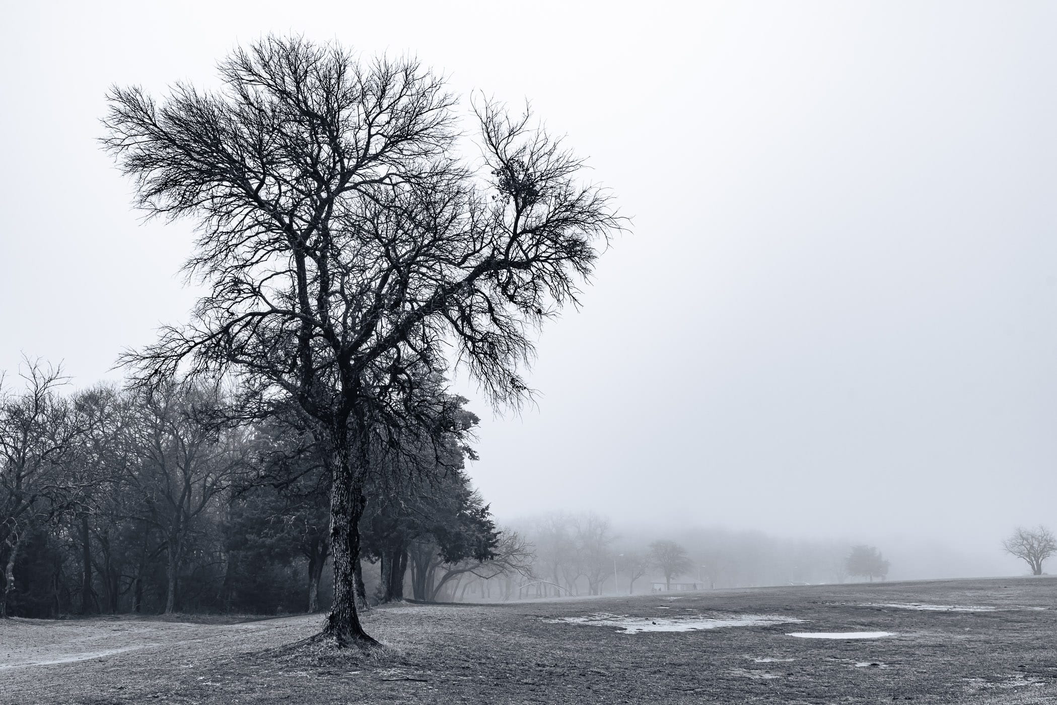 Trees in the morning fog at McKinney, Texas' Erwin Park.