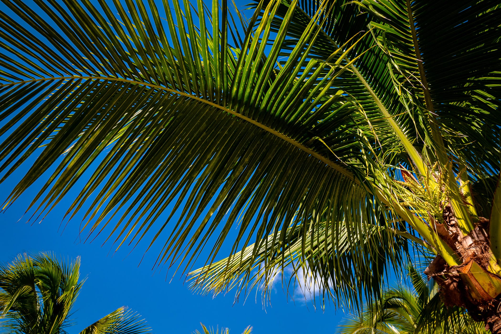 Palm fronds arc across the blue sky over Cozumel, Mexico.
