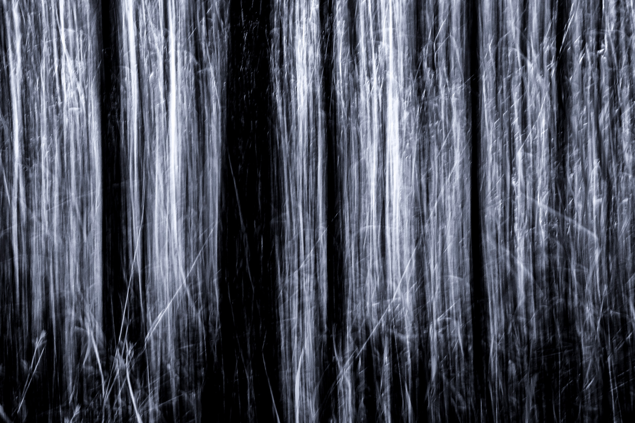 An abstraction of trees in Dallas’ Great Trinity Forest.