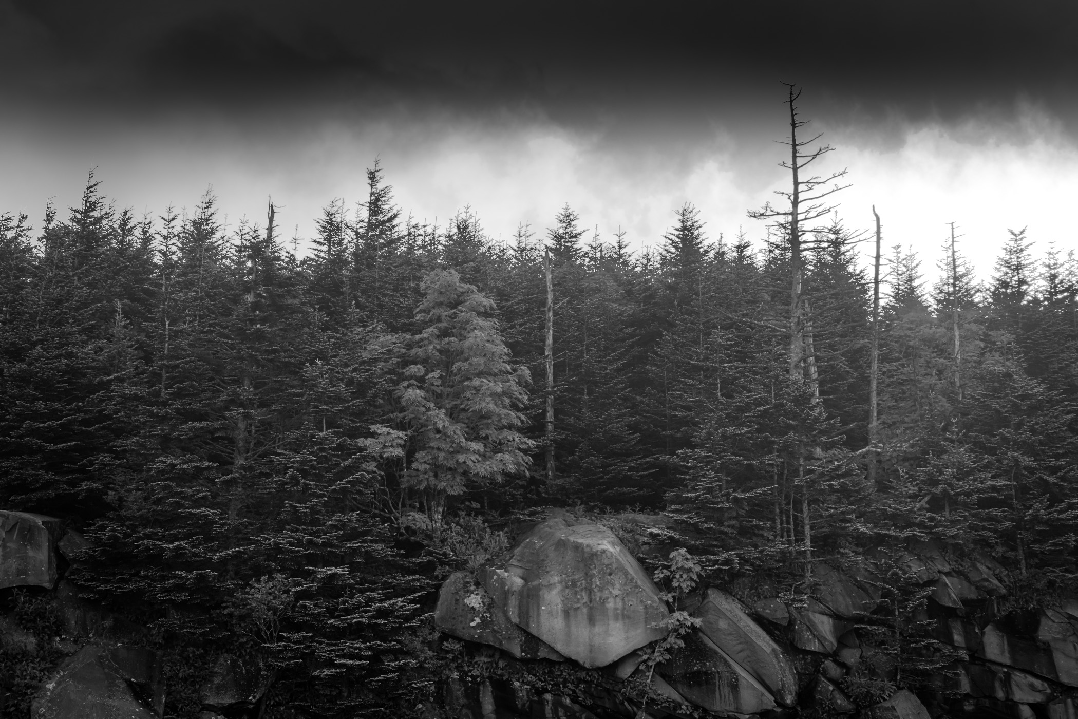 Trees atop giant rocks in the morning fog at Clingmans Dome, Great Smoky Mountains National Park.