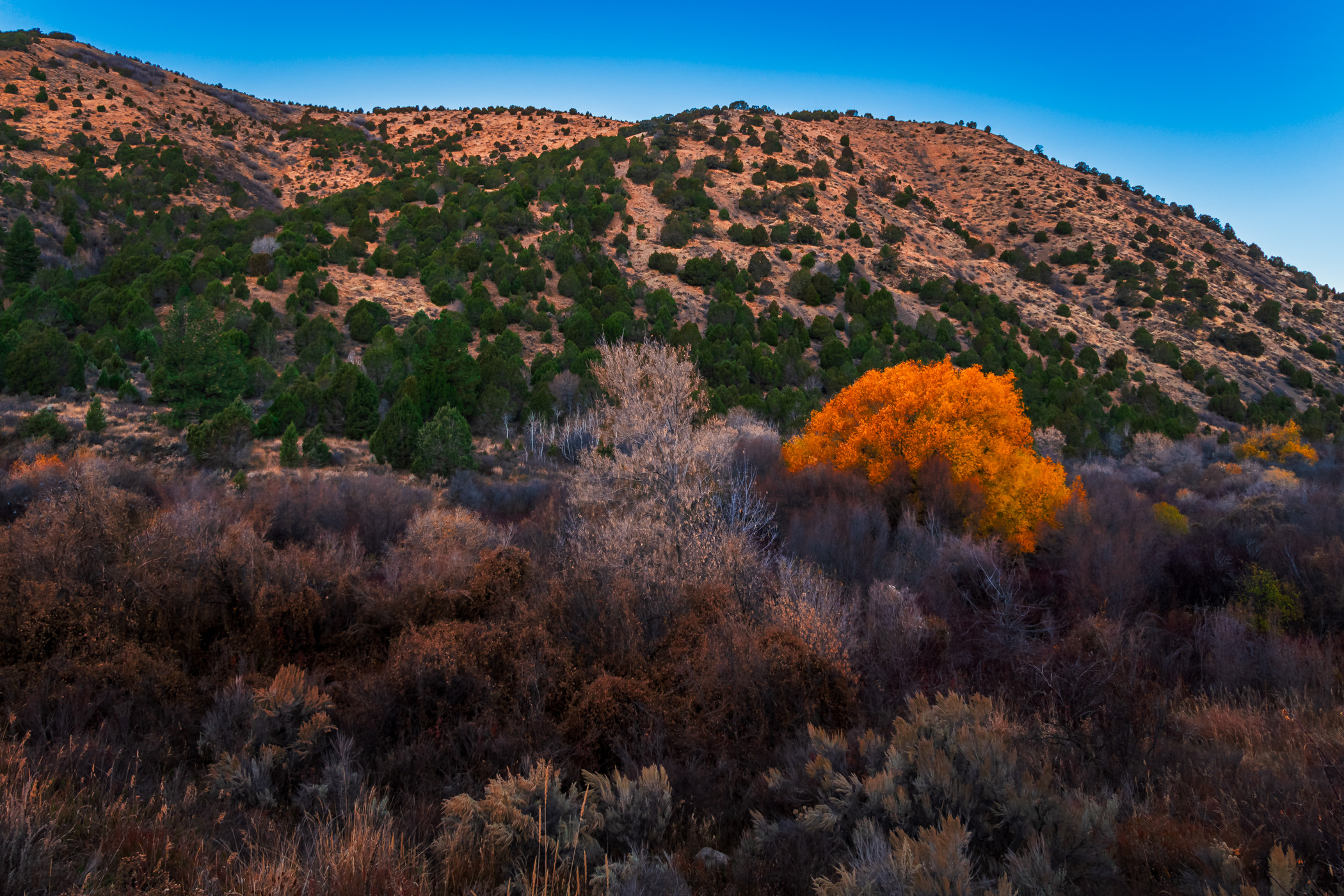 A orange-leaved tree in the Caribou National Forest near Pocatello, Idaho.