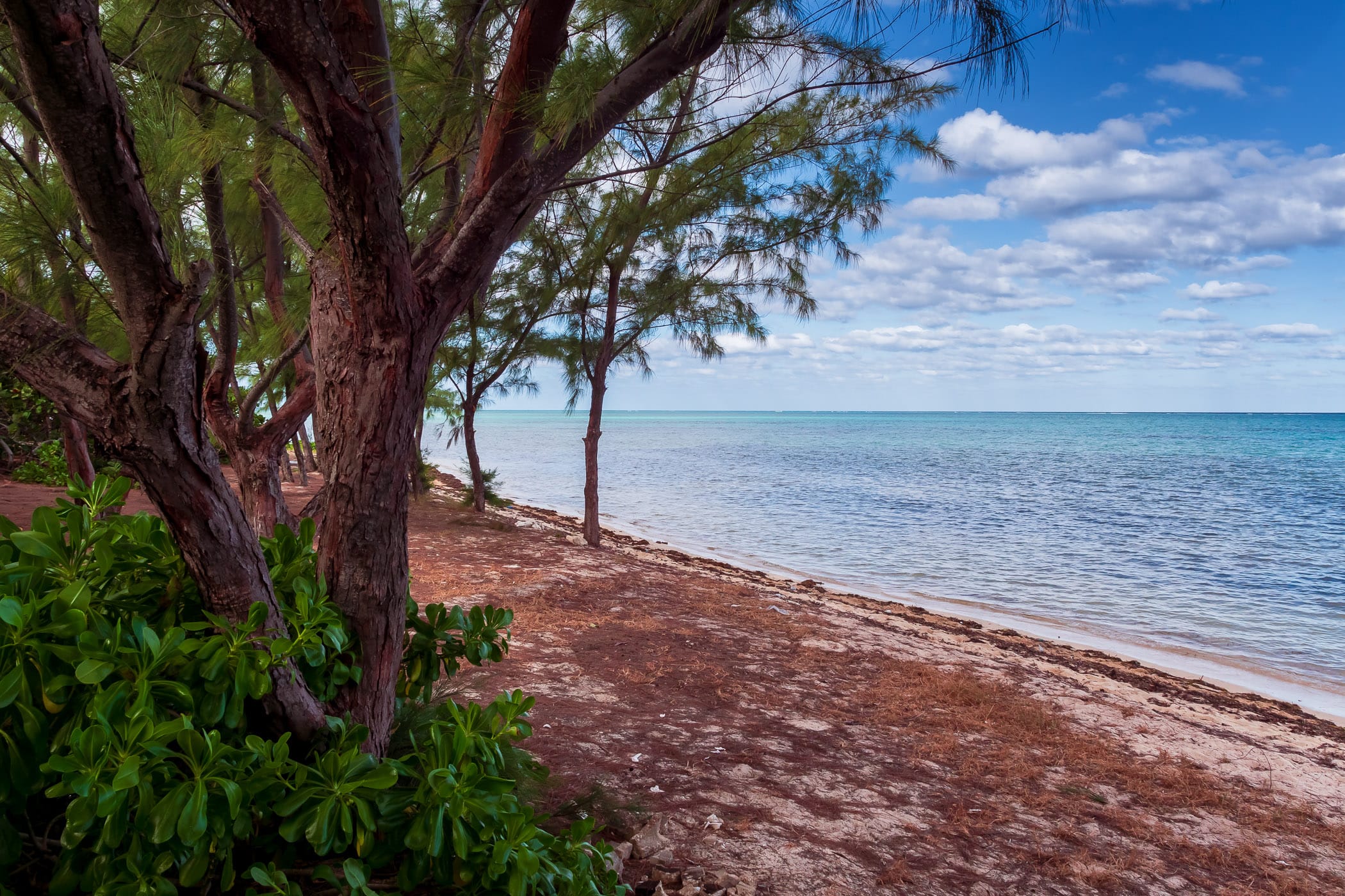 Trees grow on the beach at Barker's National Park, Grand Cayman.