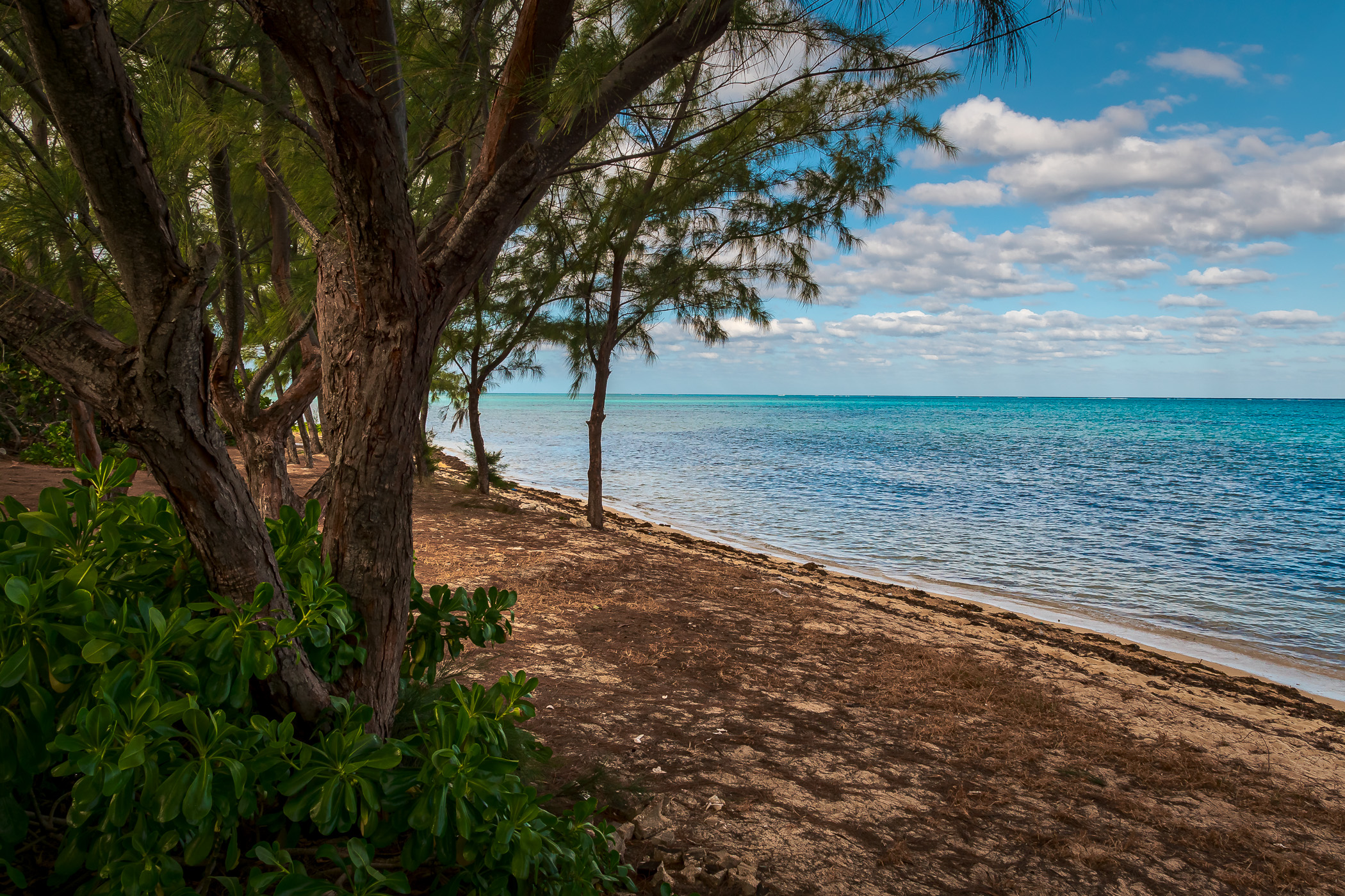Trees grow on the beach at Barker's National Park, Grand Cayman.
