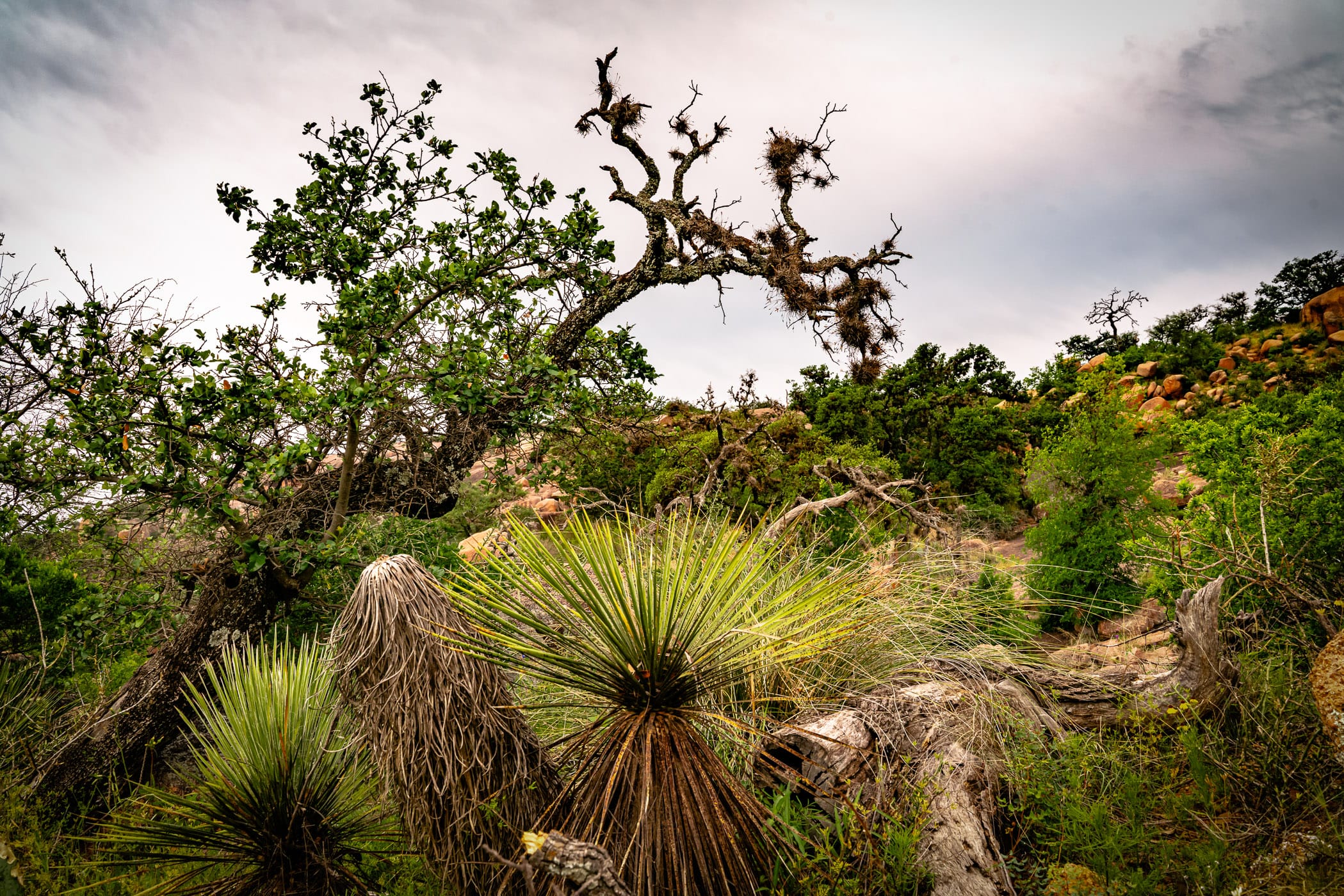 Trees and yucca grow on the rugged landscape of Texas' Enchanted Rock.