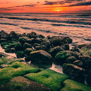 Green Grows on the Granite