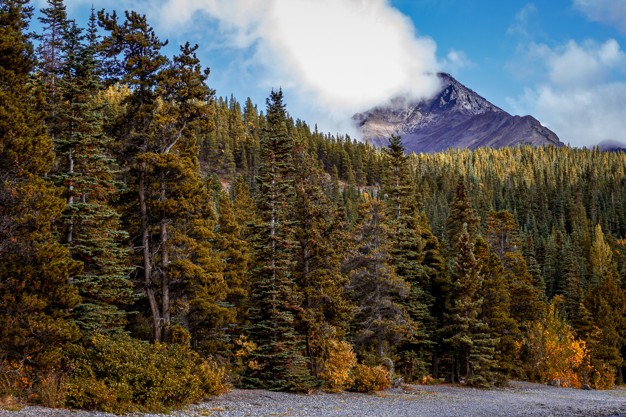 The towering evergreen trees of the mountainous forest along the shore of British Columbia's Tutshi Lake.