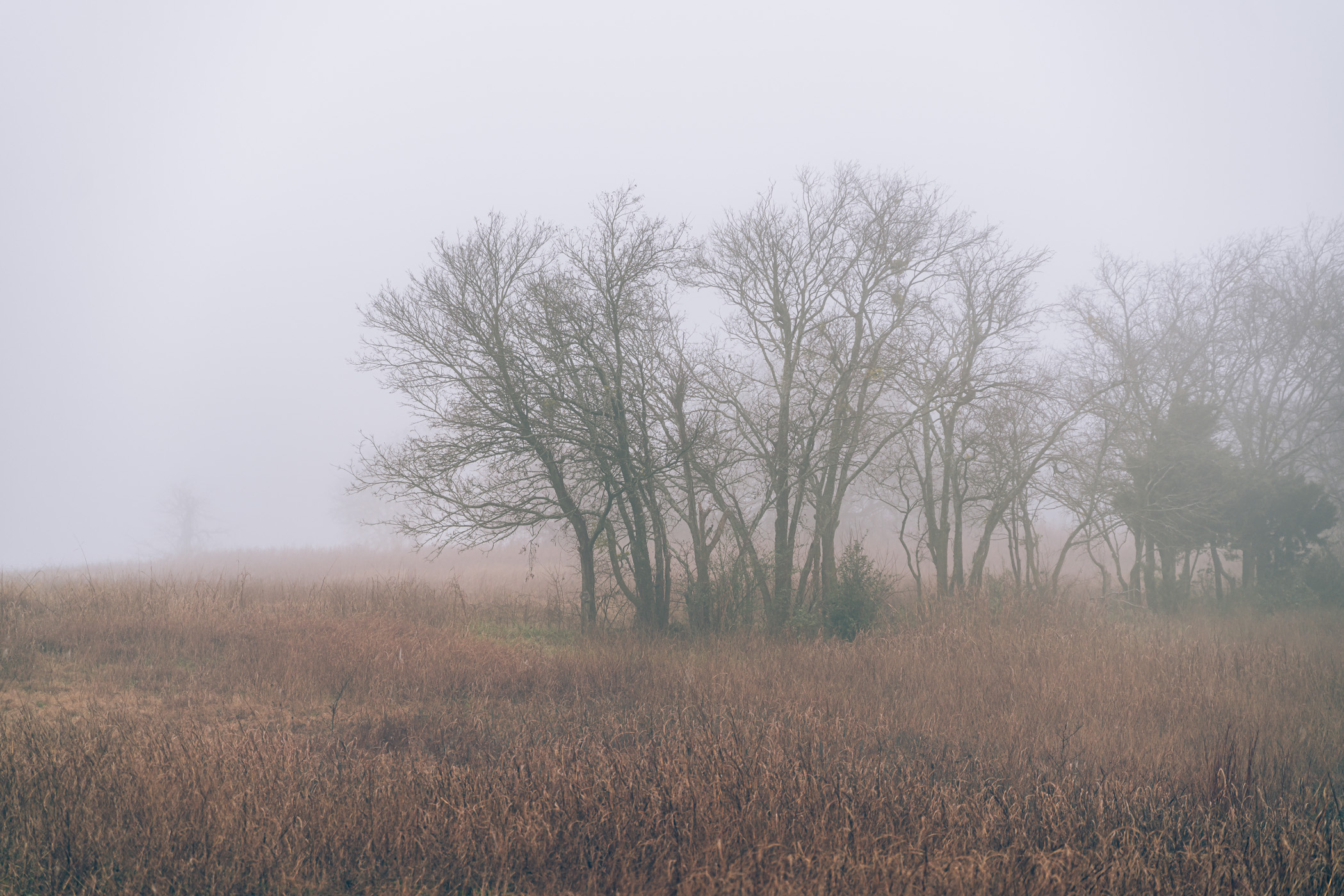 Fog obscures trees in McKinney, Texas' Erwin Park.