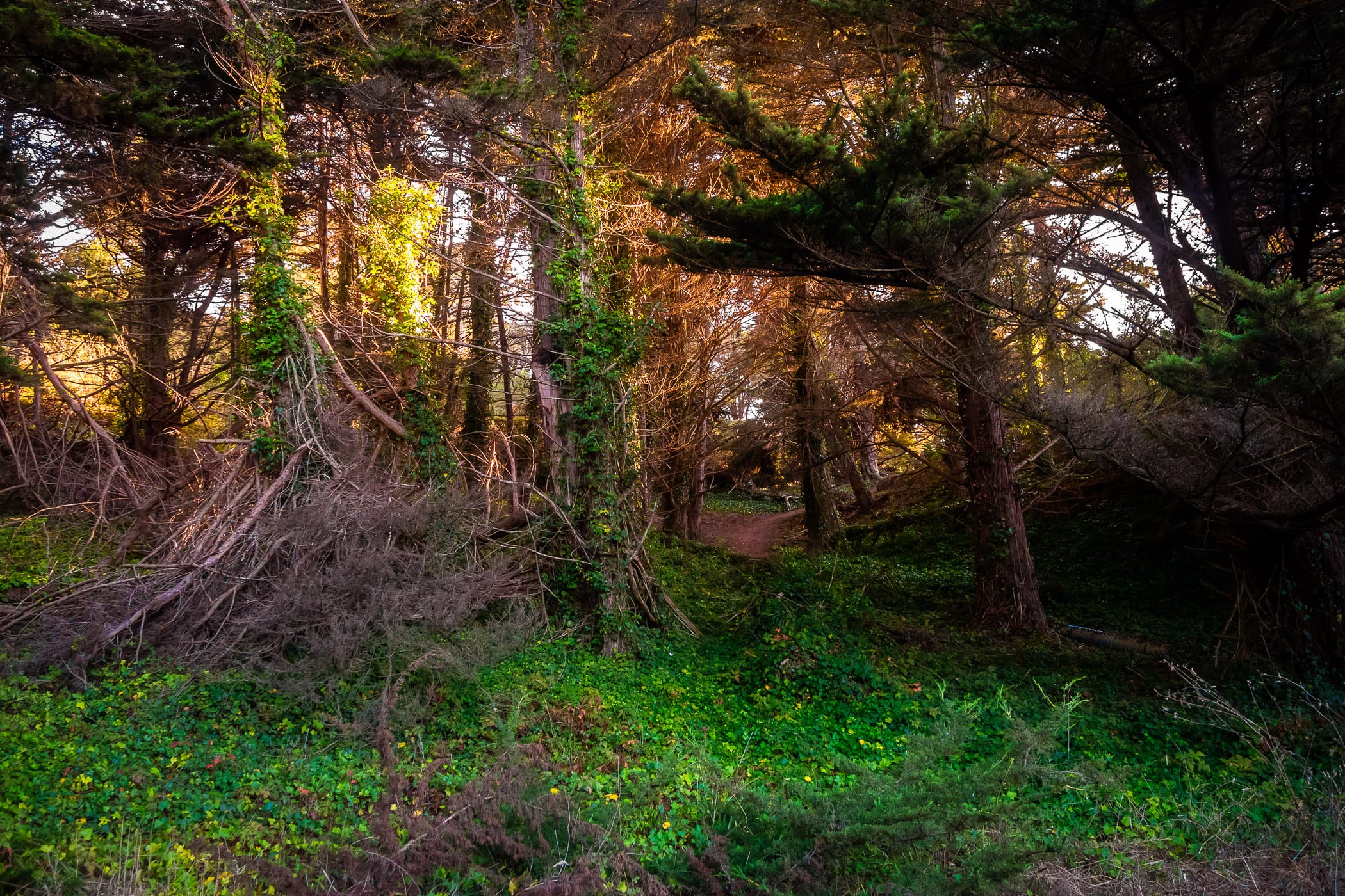 The evening sun illuminates a wooded area along the Coastal Trail at Lands End, San Francisco.