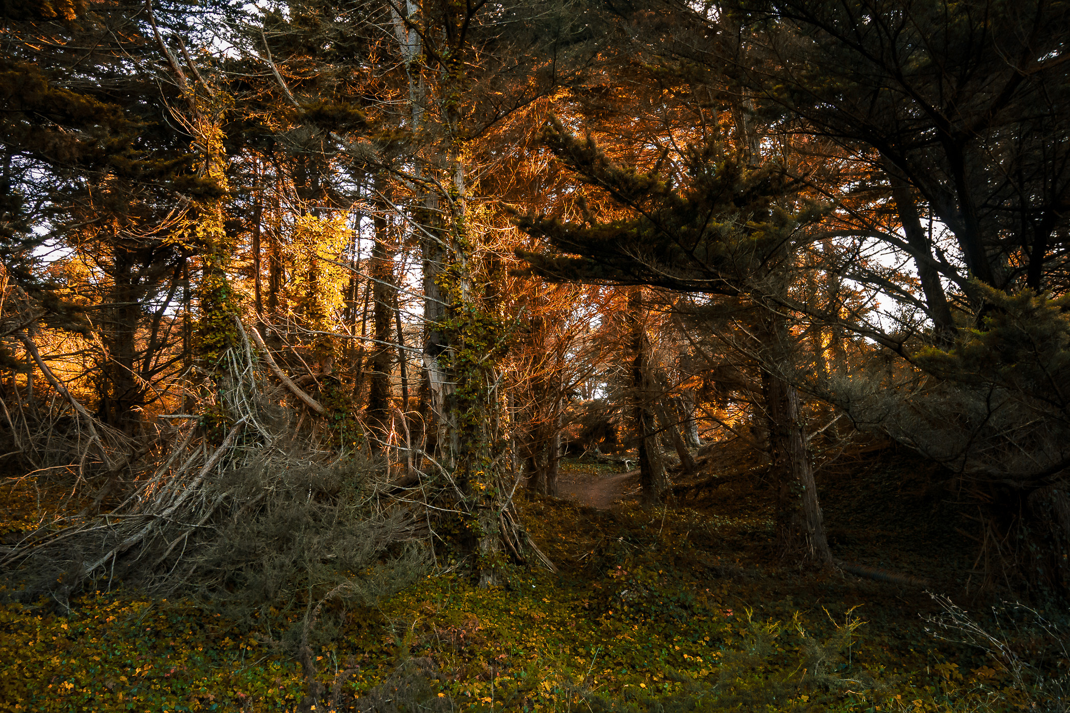 The evening sun illuminates a wooded area along the Coastal Trail at Lands End, San Francisco.