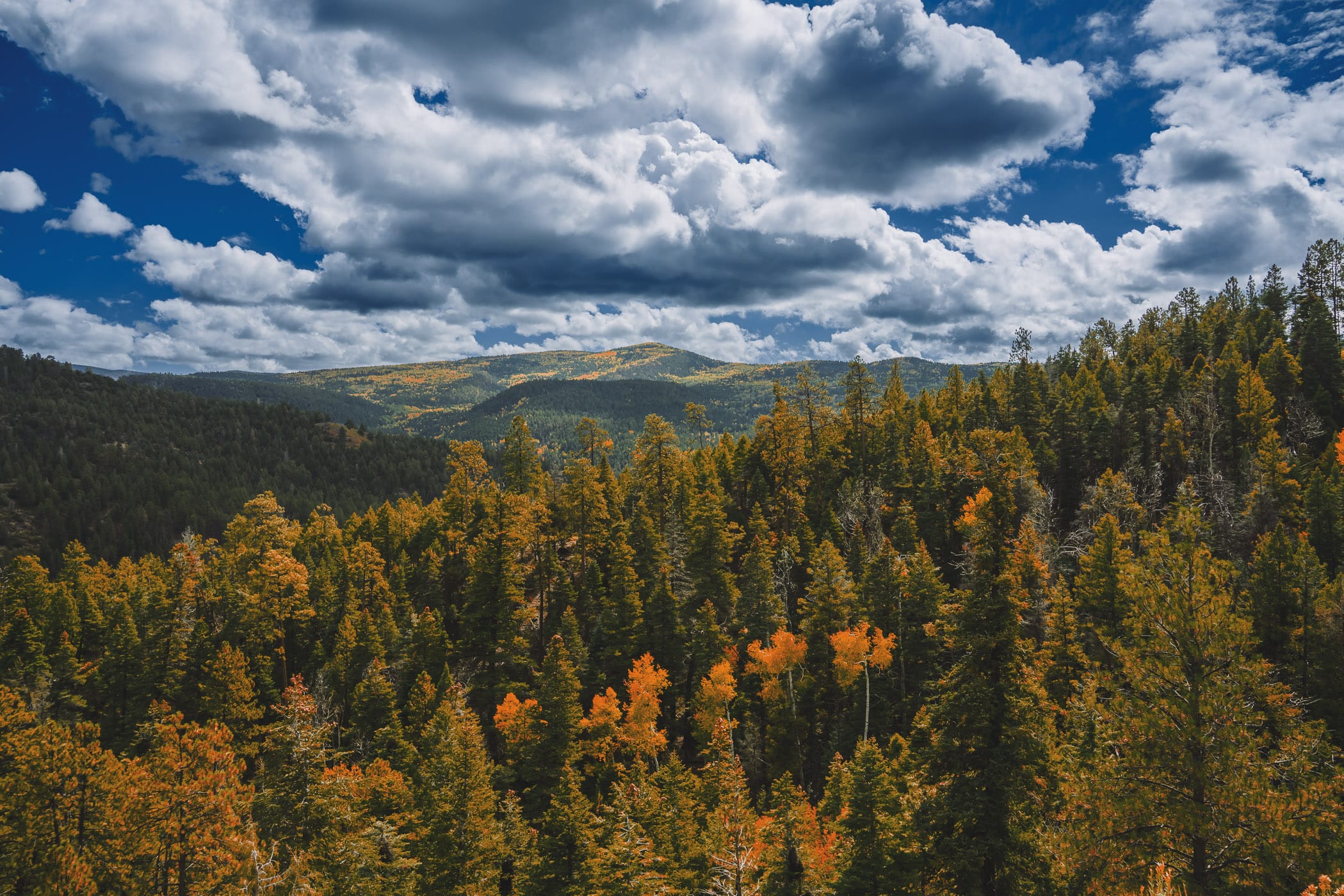 An evergreen forest stretches into the distance in the mountain south of Taos, New Mexico.