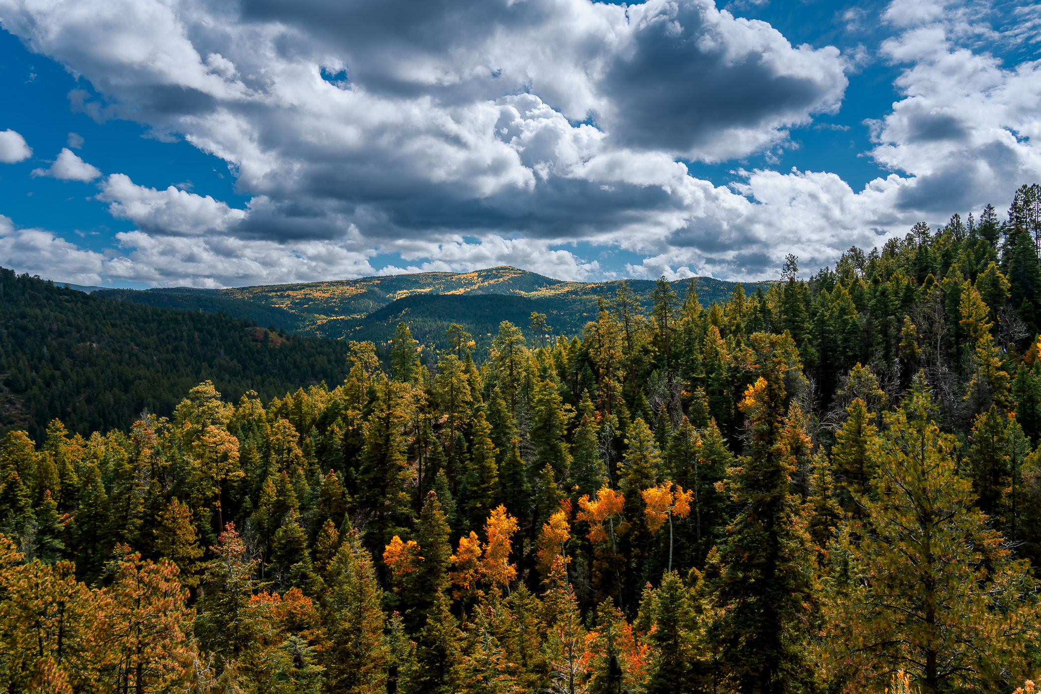 An evergreen forest stretches into the distance in the mountains south of Taos, New Mexico.