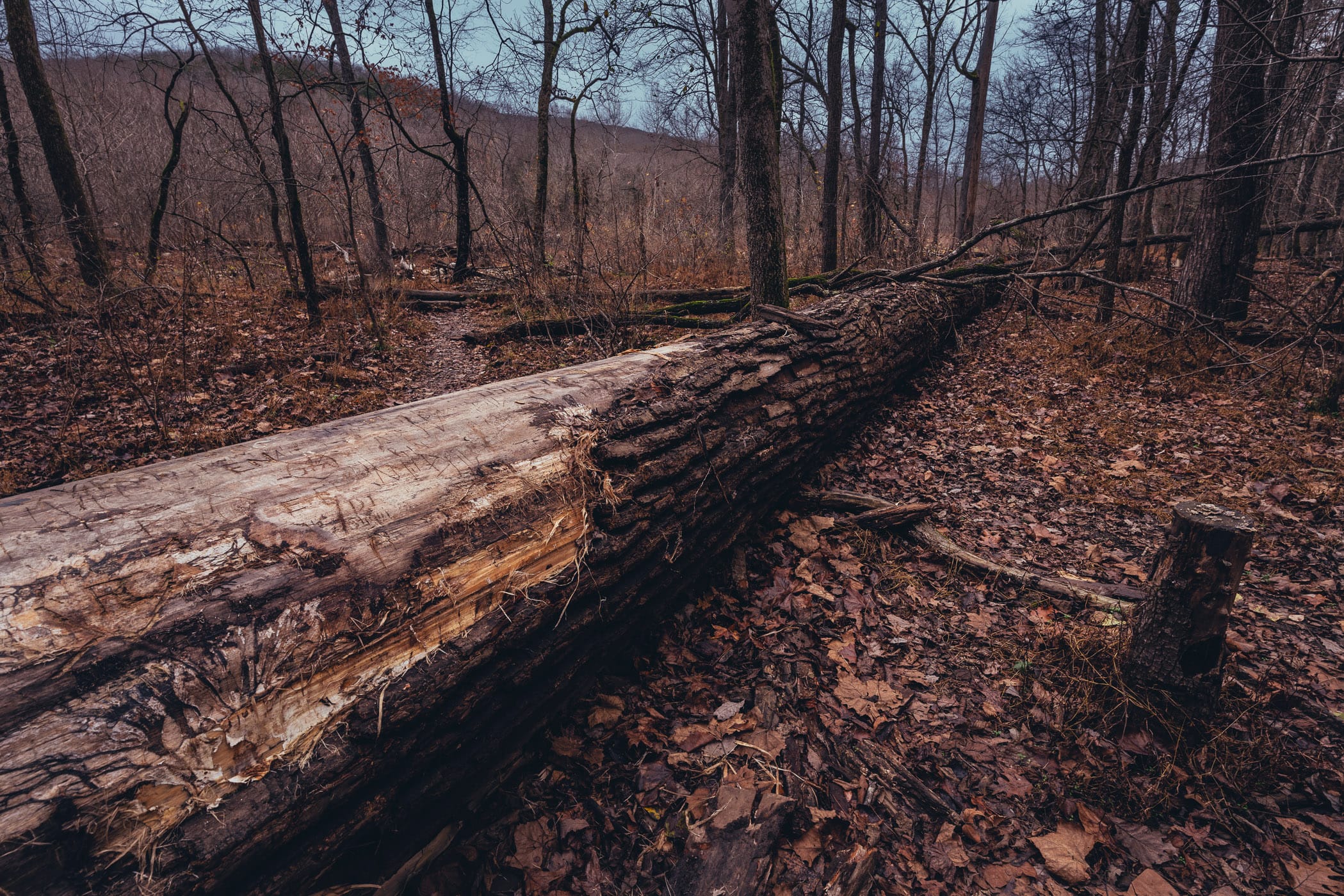 A fallen tree lies in the forest at Arkansas' Devil's Den State Park.