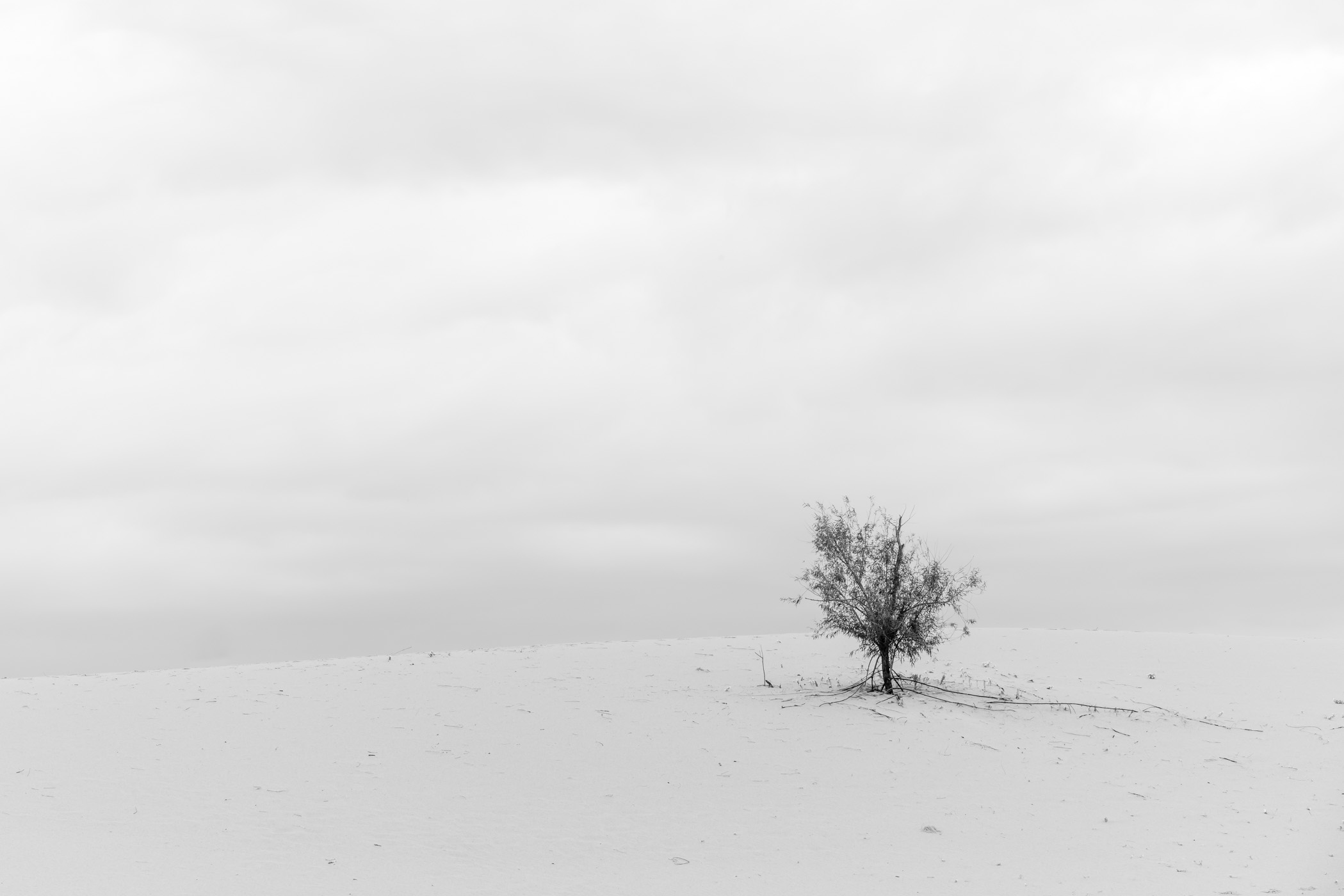 A solitary tree atop at sand dune at Texas' Monahans Sandhills State Park.