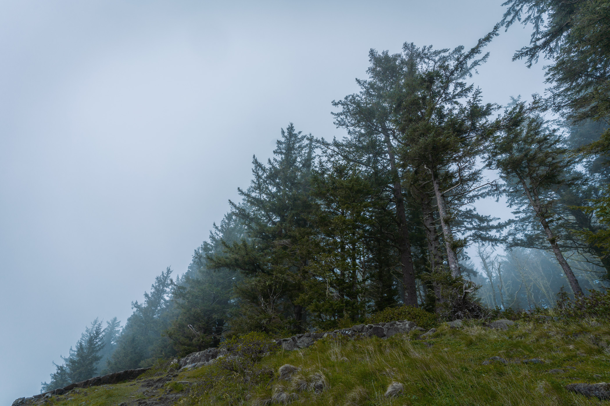 Trees reach into the fog at Cape Perpetua, Oregon.