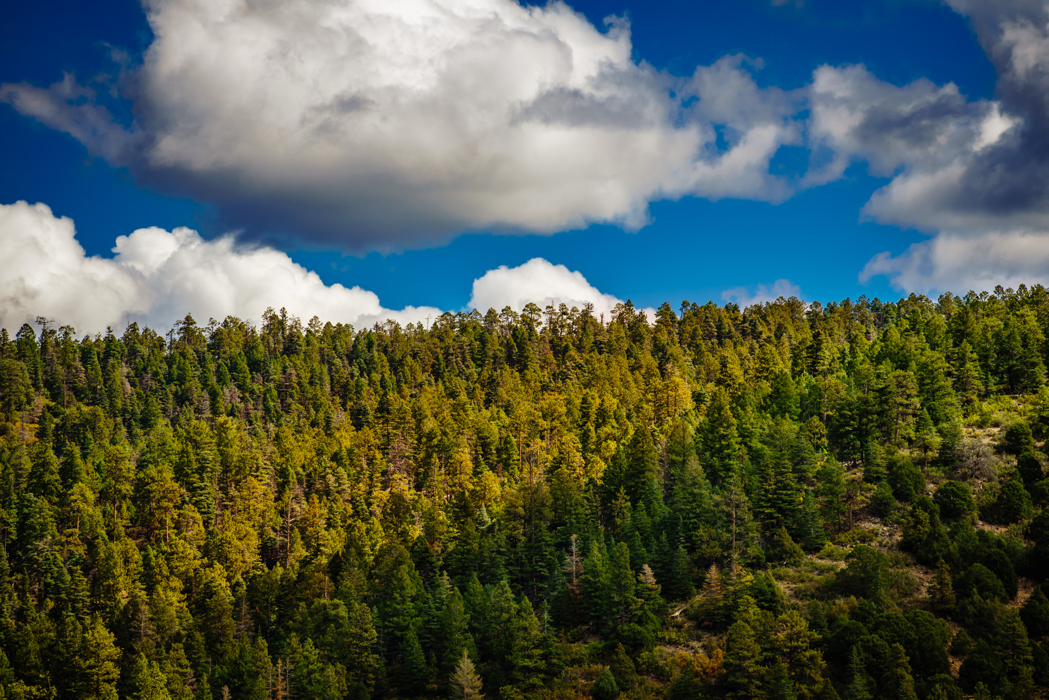 An evergreen forest in the mountains near Taos, New Mexico.