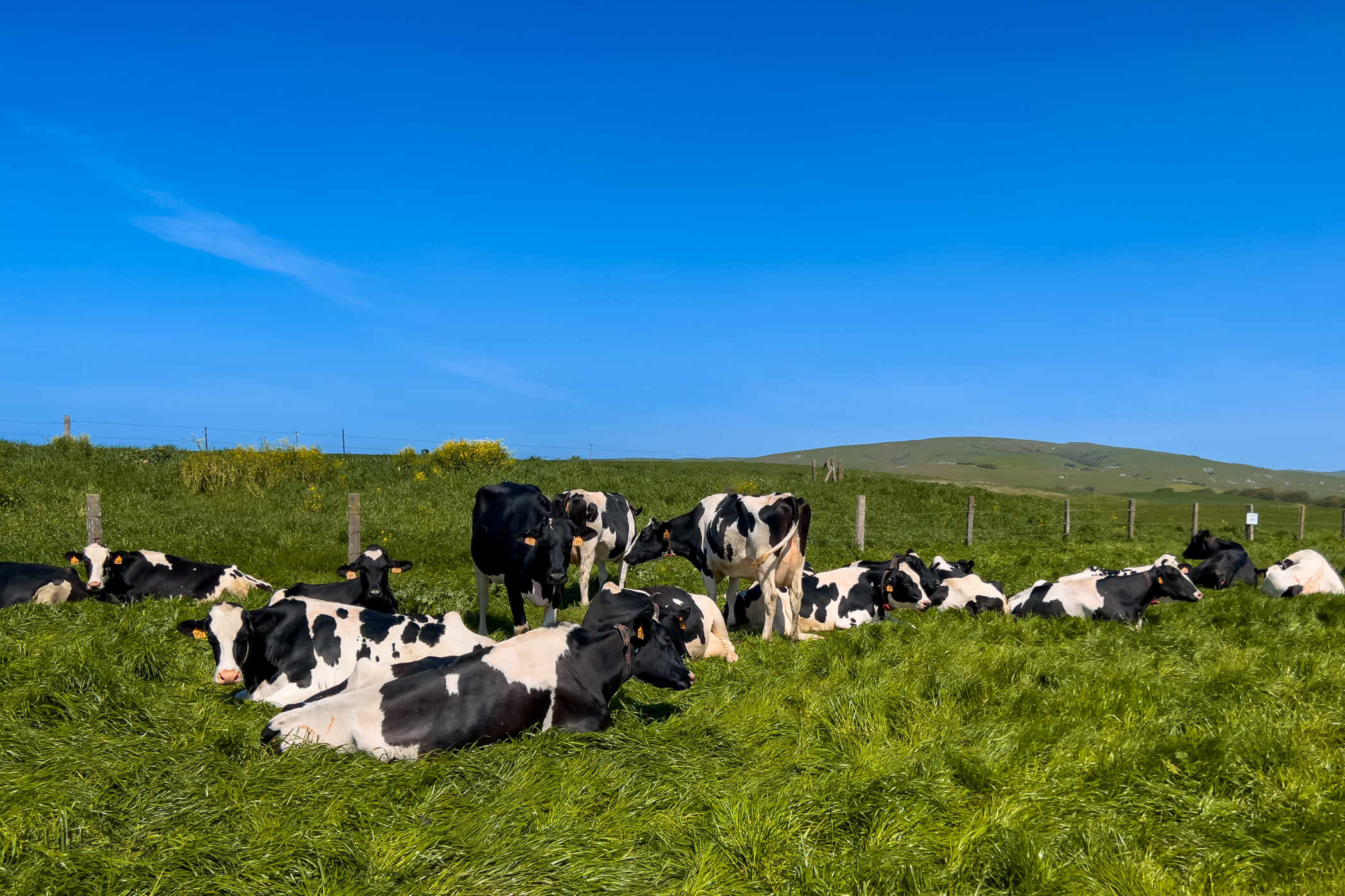 Cows relax in the sun at the Point Reyes Farmstead Cheese Company, Point Reyes, California.