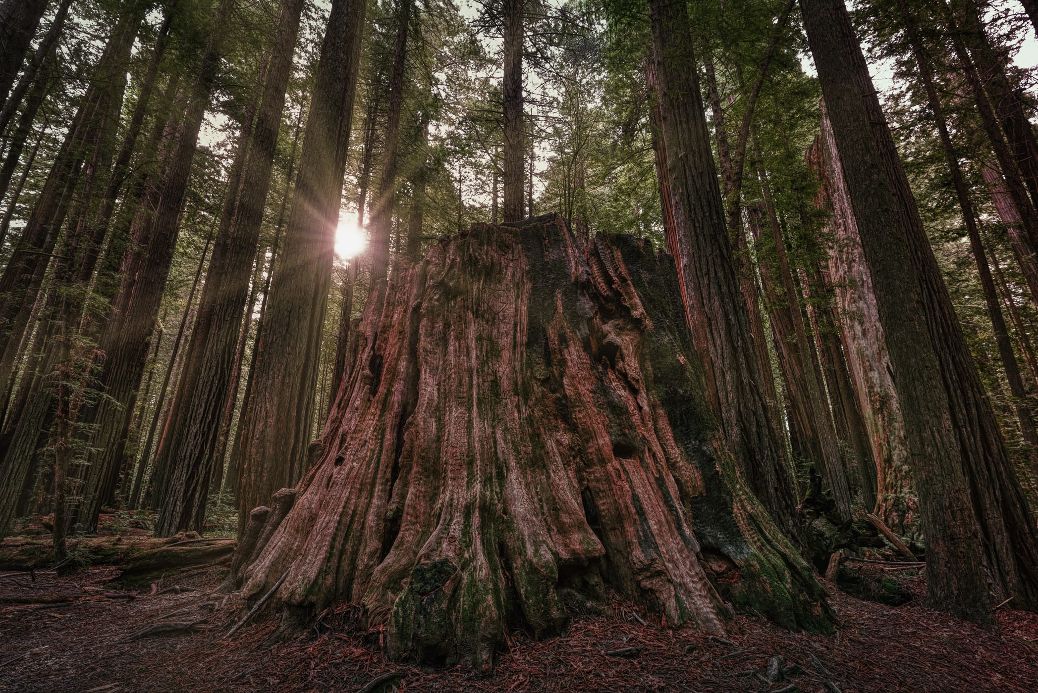 The stump of a Coast Redwood tree, spotted along the Avenue of the Giants, Humboldt Redwoods State Park, California.