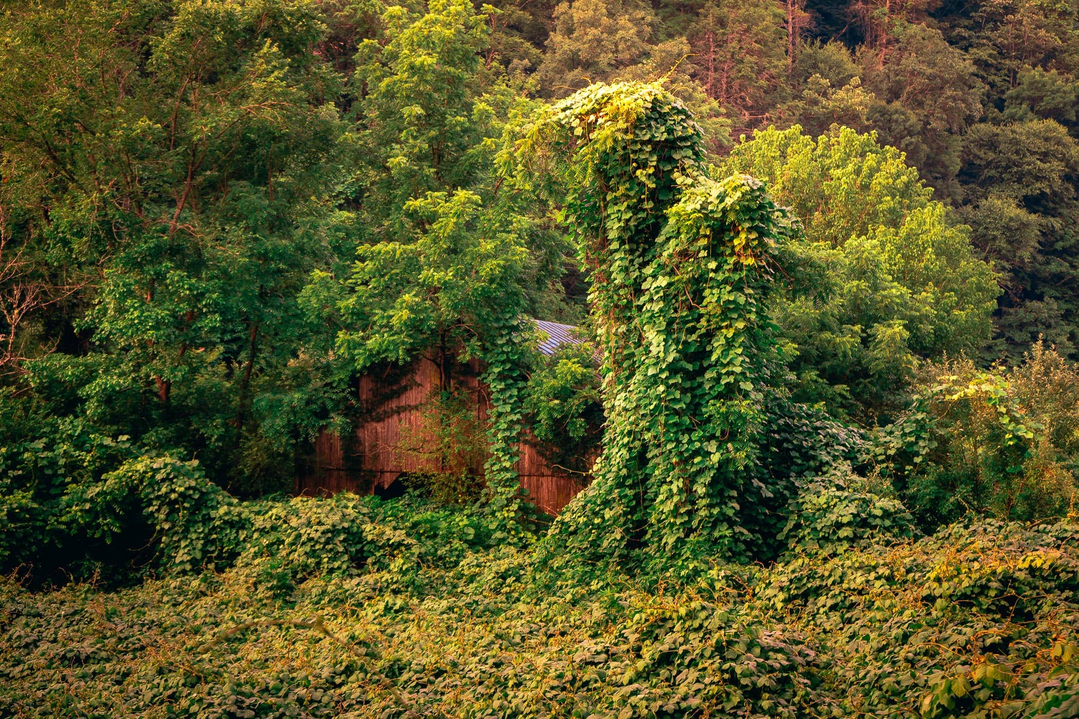 A barn overgrown with kudzu near Pigeon Forge, Tennessee.