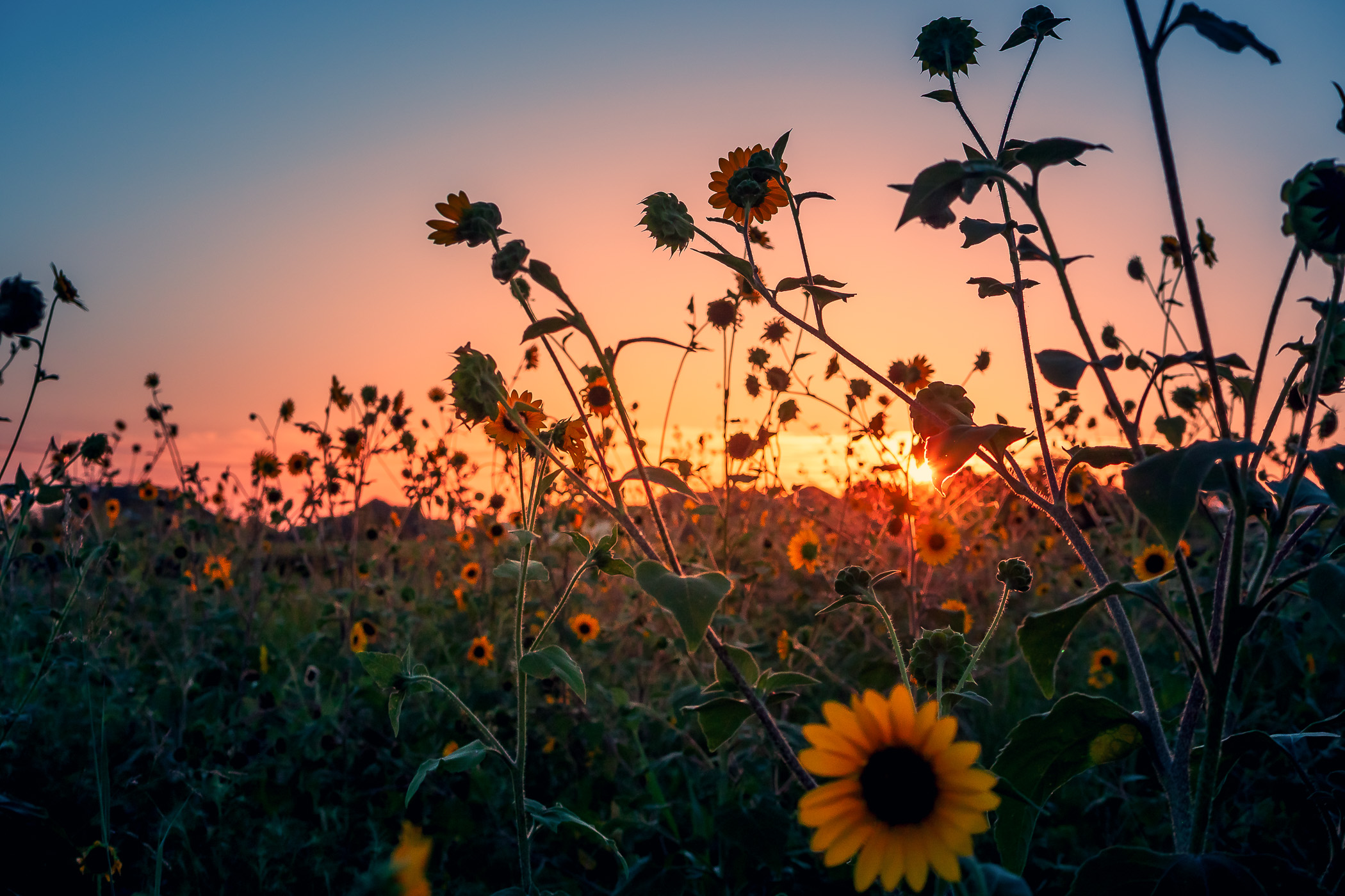 The sun sets on a field of sunflowers near McKinney, Texas.